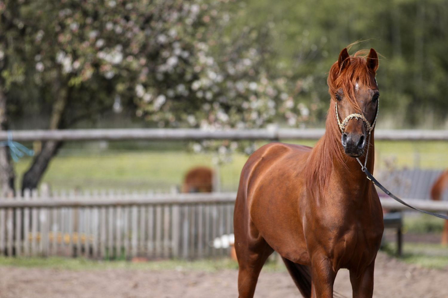 Chestnut horse wearing a halter standing alert in a sandy paddock with fence background.