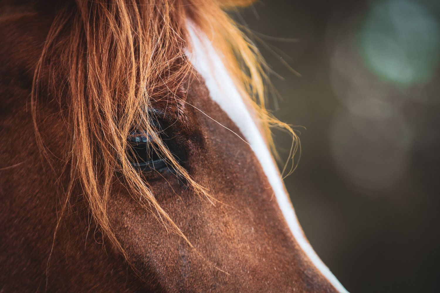 Close-up portrait of a chestnut horse eye with flowing mane and white blaze marking.