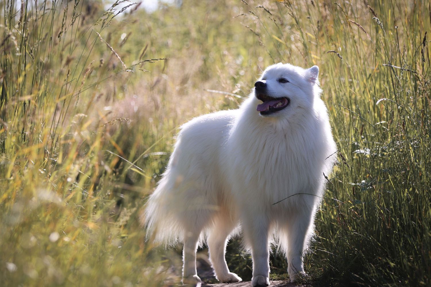 A fluffy white Samoyed dog stands alert among tall green grasses, mouth open and tongue visible in natural sunlight.