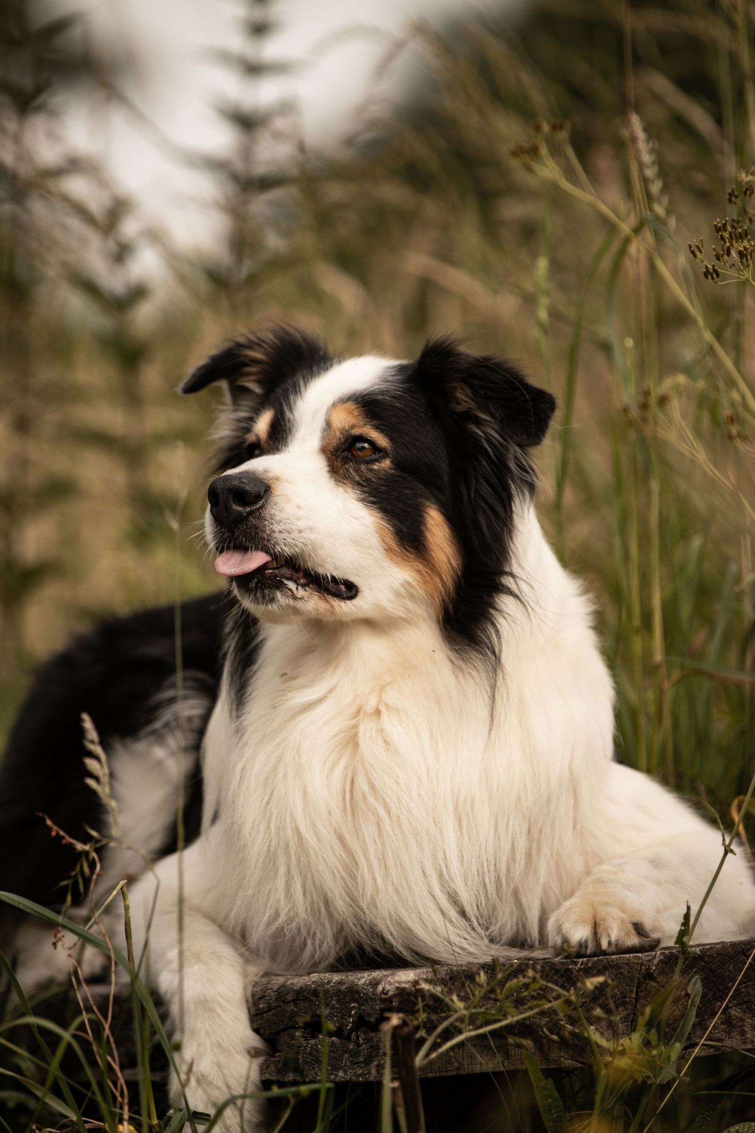 A tri-color Border Collie dog resting outdoors among tall green grass, looking alert with tongue out.