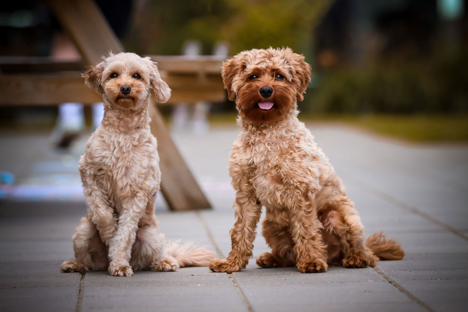Two fluffy goldendoodle dogs sitting side by side on a paved outdoor patio, one lighter and one darker tan.