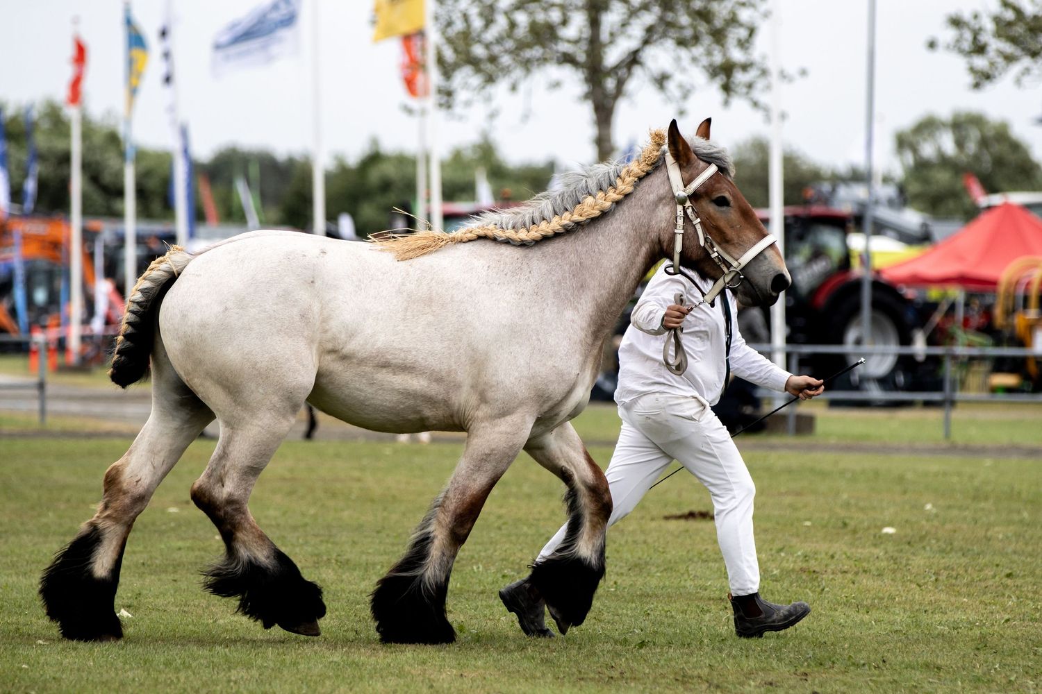A large Belgian draft horse being led by a handler in white across a green showground with colorful flags.