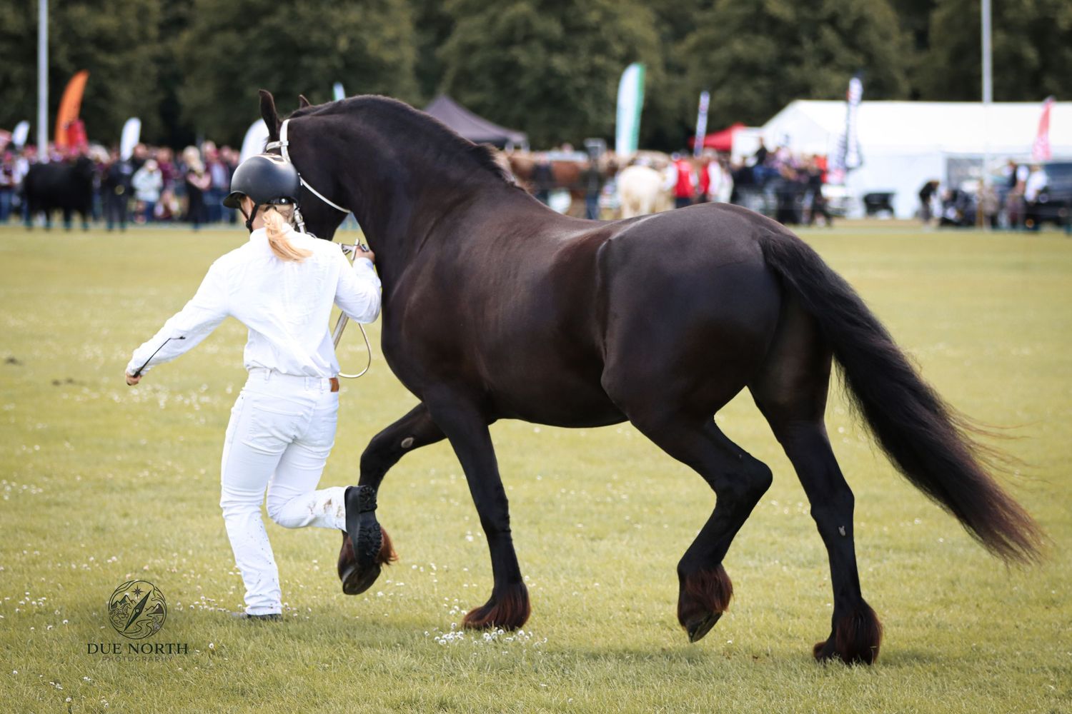 Handler in white leading a black horse at an outdoor equestrian show competition on green grass.