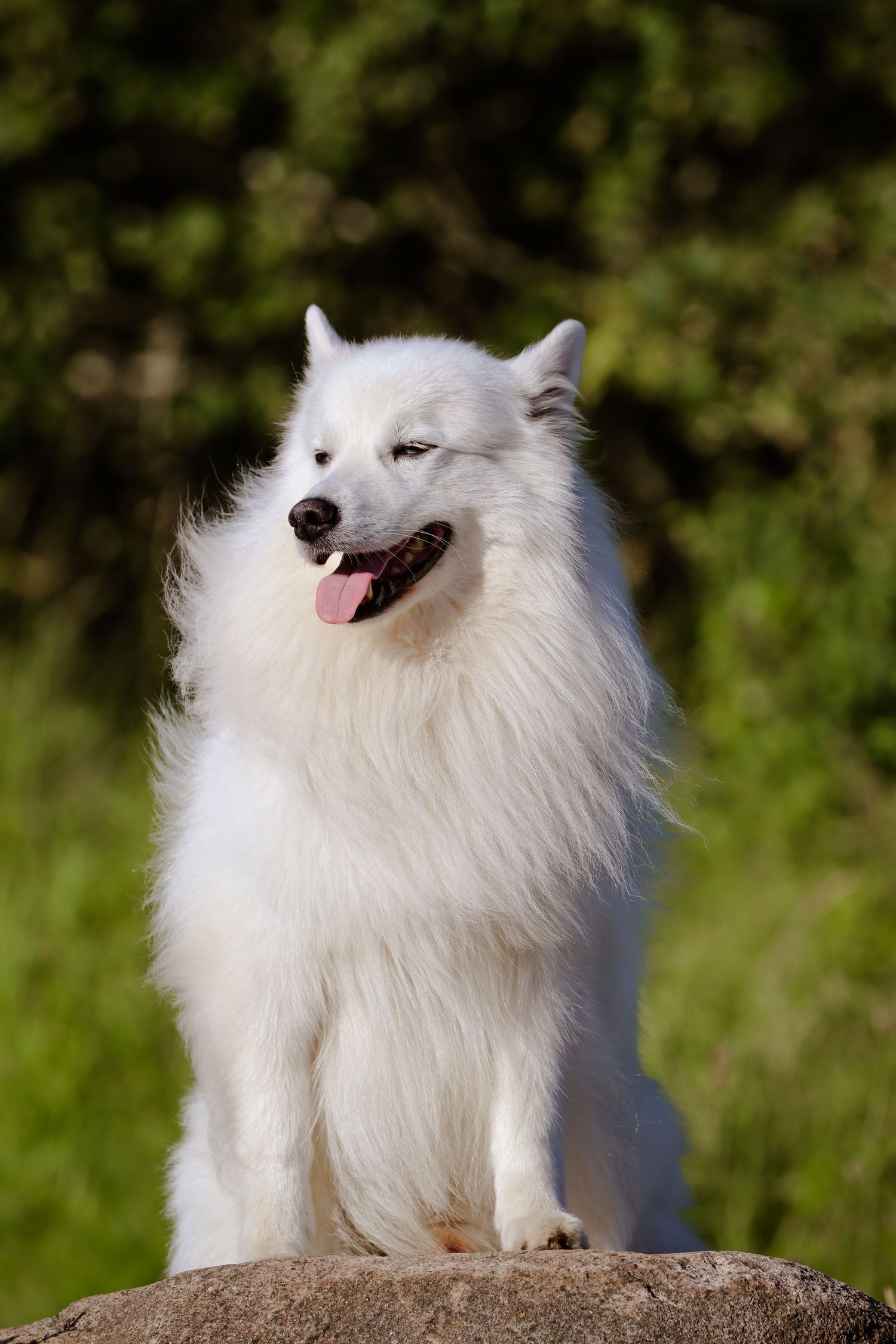 Fluffy white Samoyed dog sitting on a rock with tongue out, green foliage background.