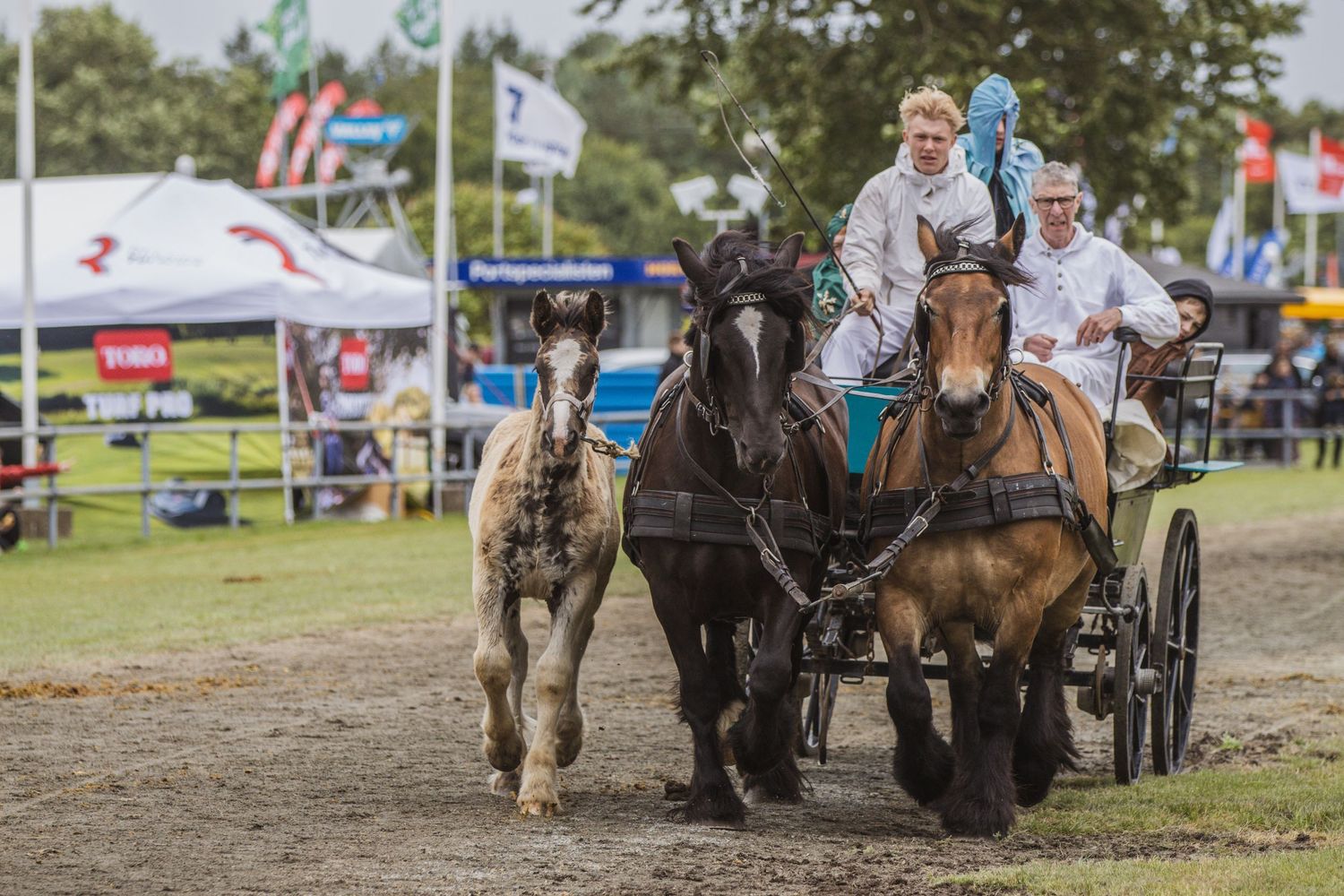 Three horses pulling a carriage with riders in white attire at an outdoor equestrian show event.