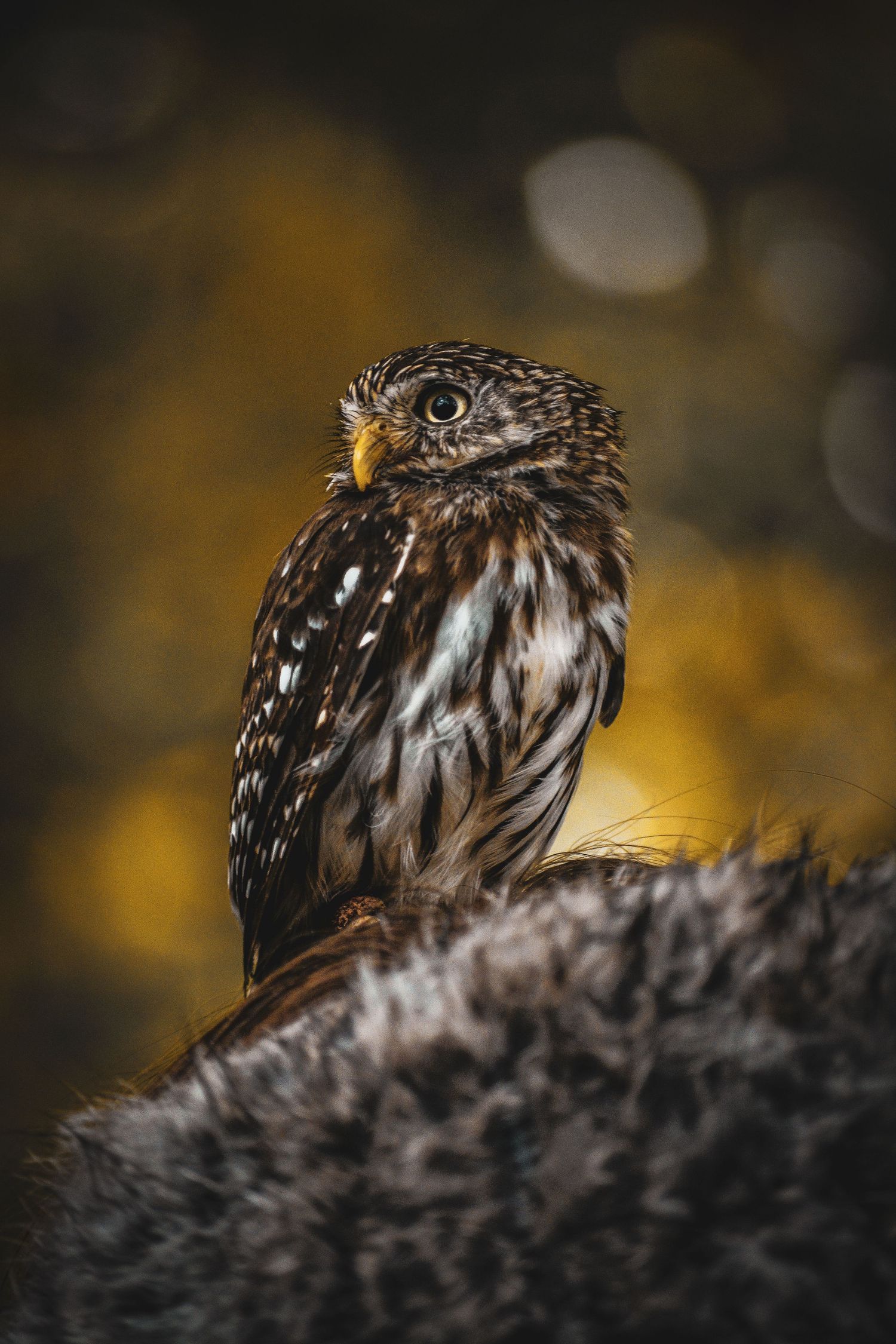 Small brown and white spotted owl perched on fur, set against a golden bokeh background.