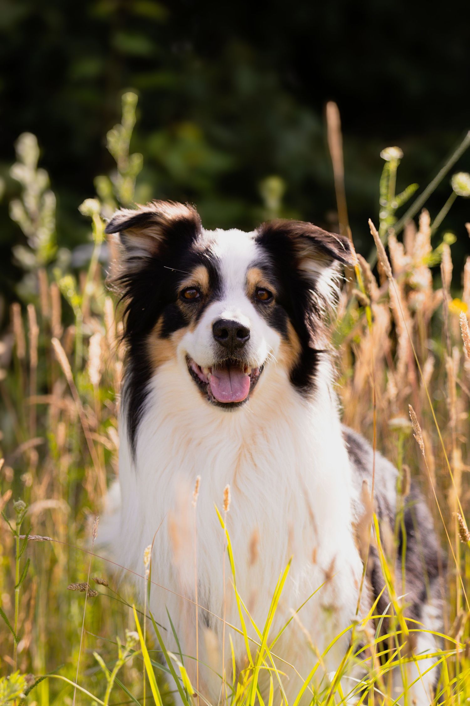 A happy tri-color Australian Shepherd dog sitting in tall golden grass with tongue out on a sunny day.