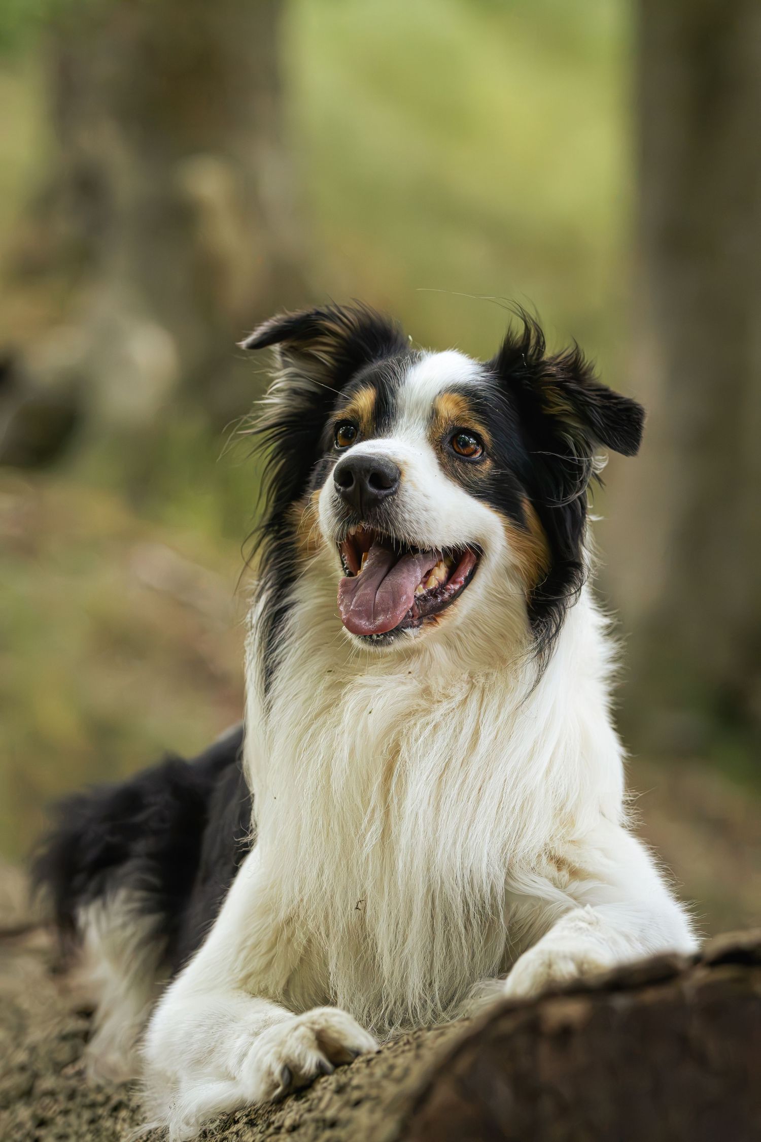 A happy Border Collie dog lying on forest ground, mouth open, with black, white, and tan fur among blurred trees.