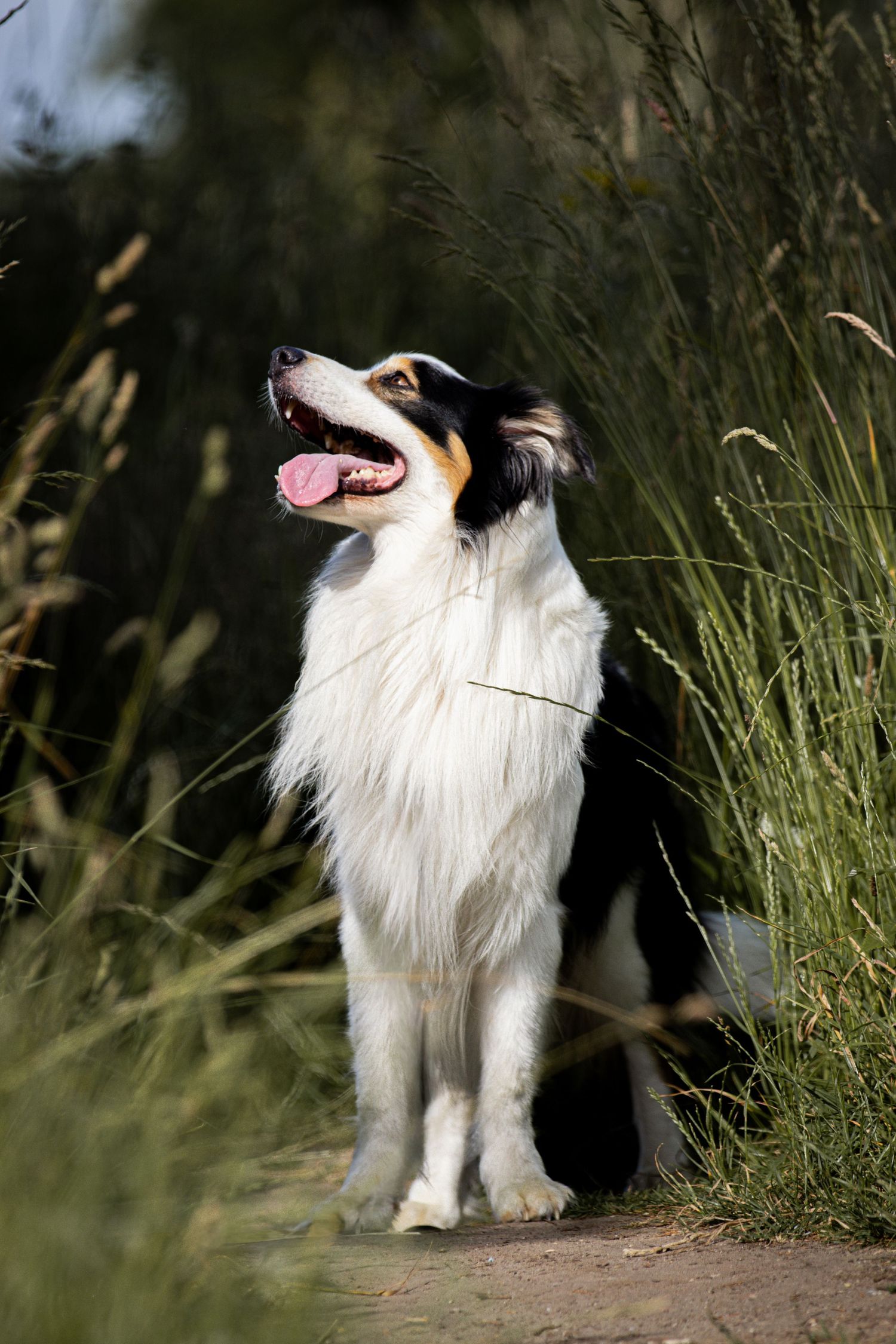 A happy tricolor Border Collie sits alert among tall green grass with tongue out on a sunny day.