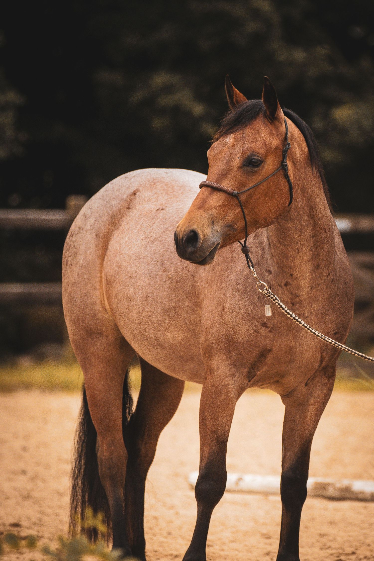 A bay roan horse wearing a halter and lead chain stands in a sandy paddock with dark trees in the background.