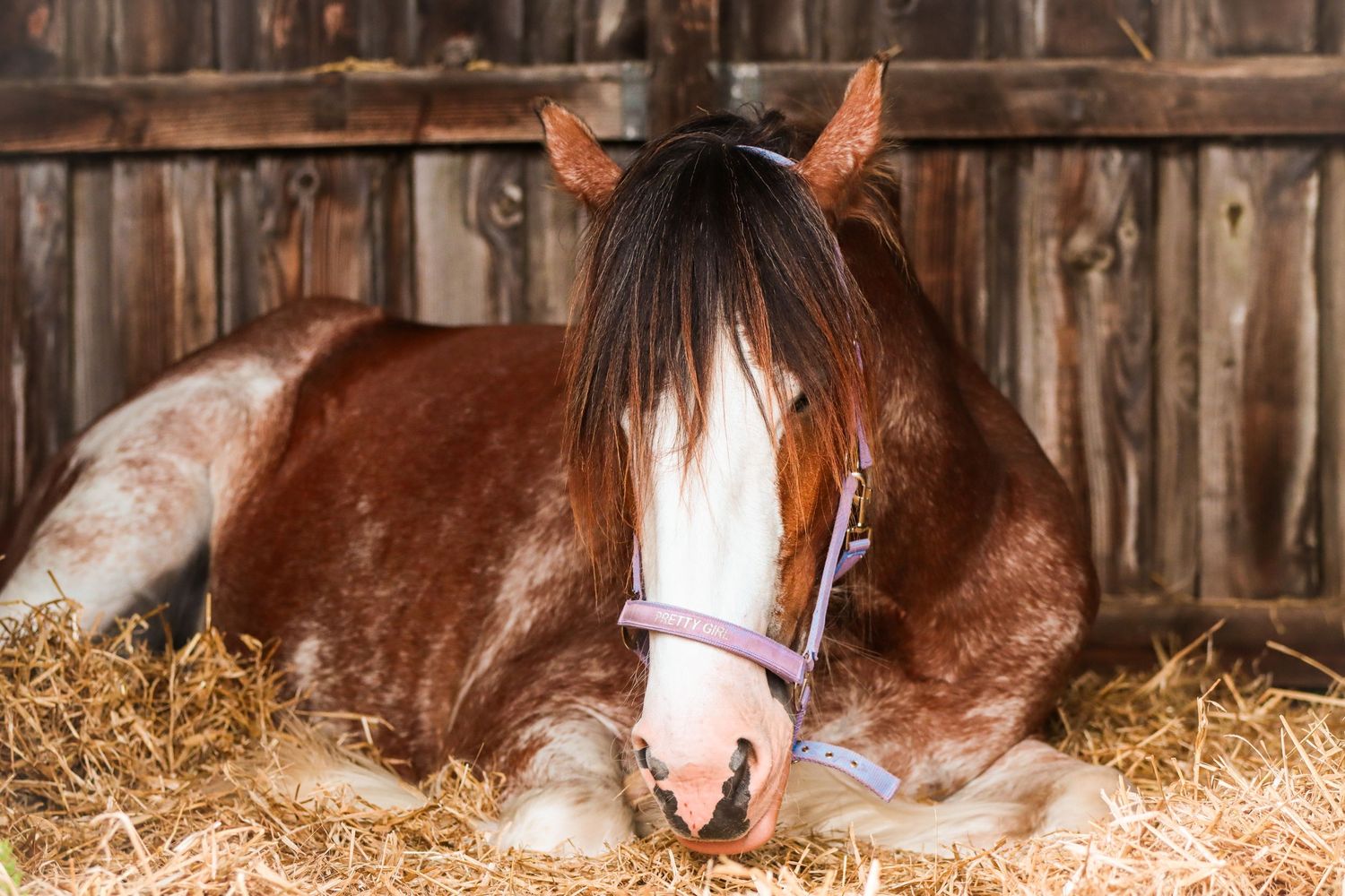 A brown and white paint horse resting on hay inside a wooden stable wearing a purple halter.