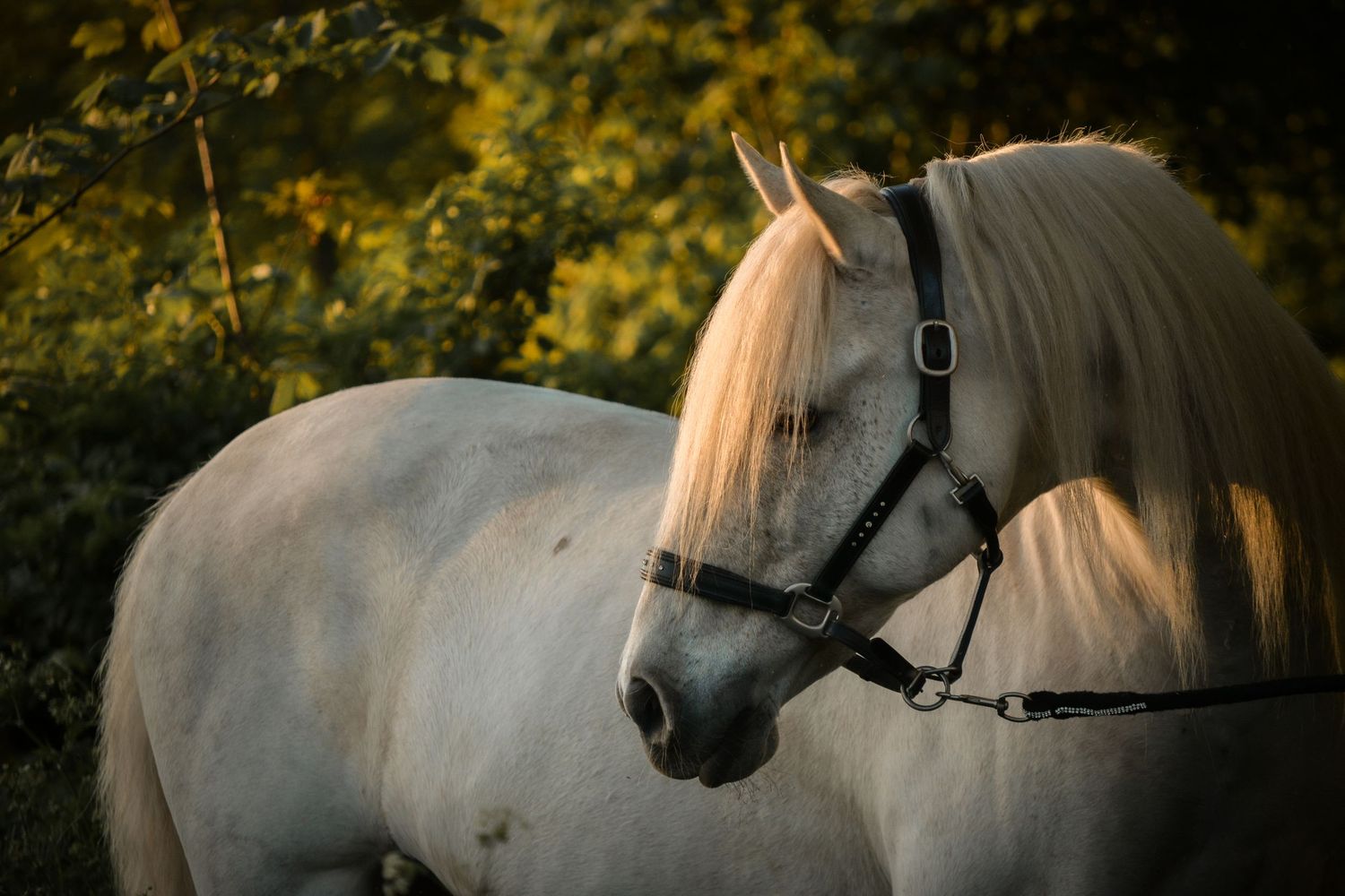 White horse wearing black halter in golden sunset light with lush green trees behind.