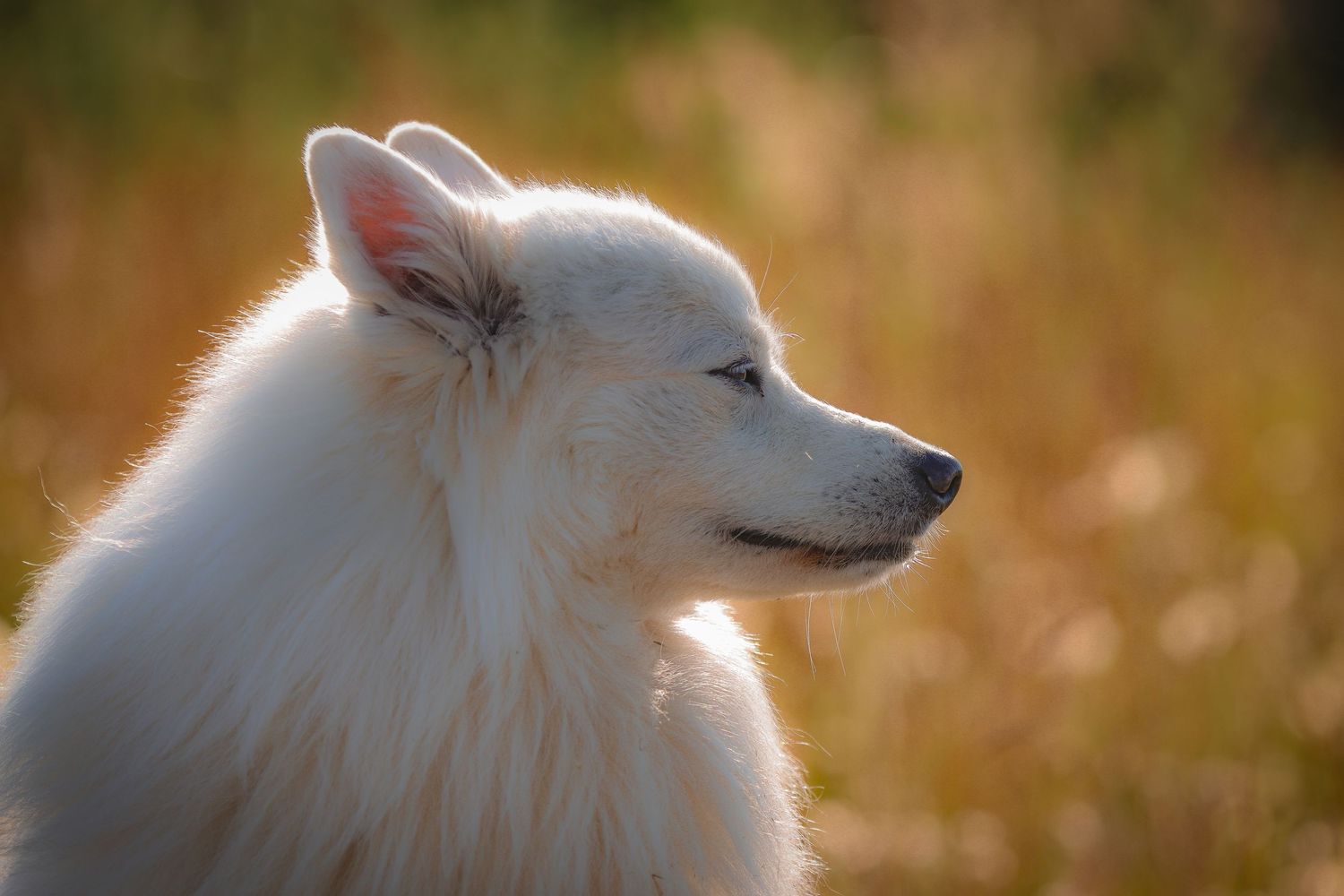 A fluffy white Samoyed dog sits in a sunlit field, gazing peacefully to the side with soft golden bokeh background.