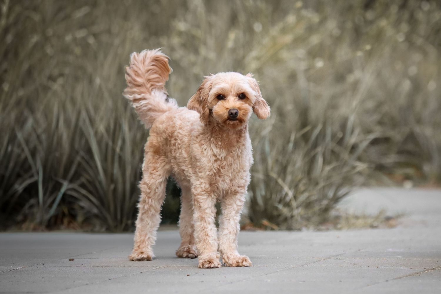 A fluffy cream Cavapoo dog stands on a paved path with tall ornamental grasses in the background.
