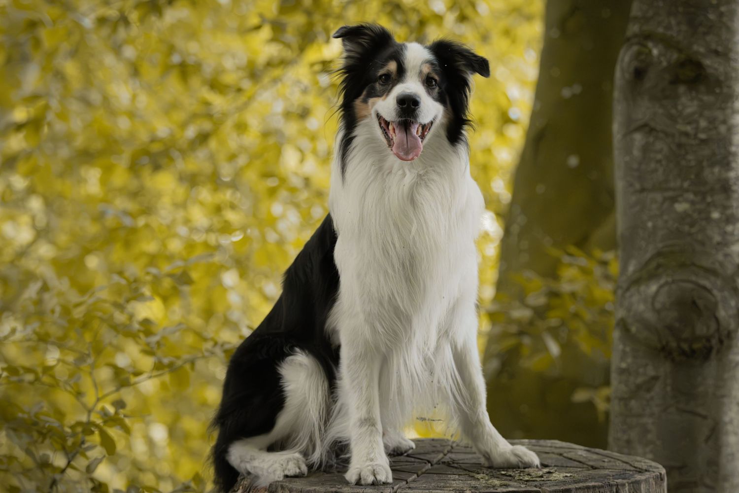 A black and white Border Collie sits on a tree stump with tongue out, surrounded by golden autumn foliage.