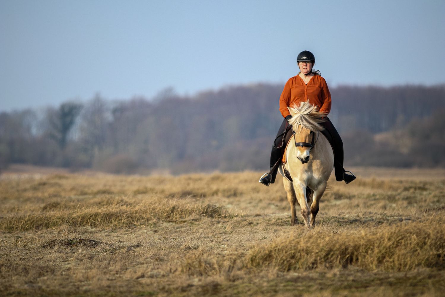 Horse rider in orange jacket on a fjord horse trotting through a wide open autumn field.