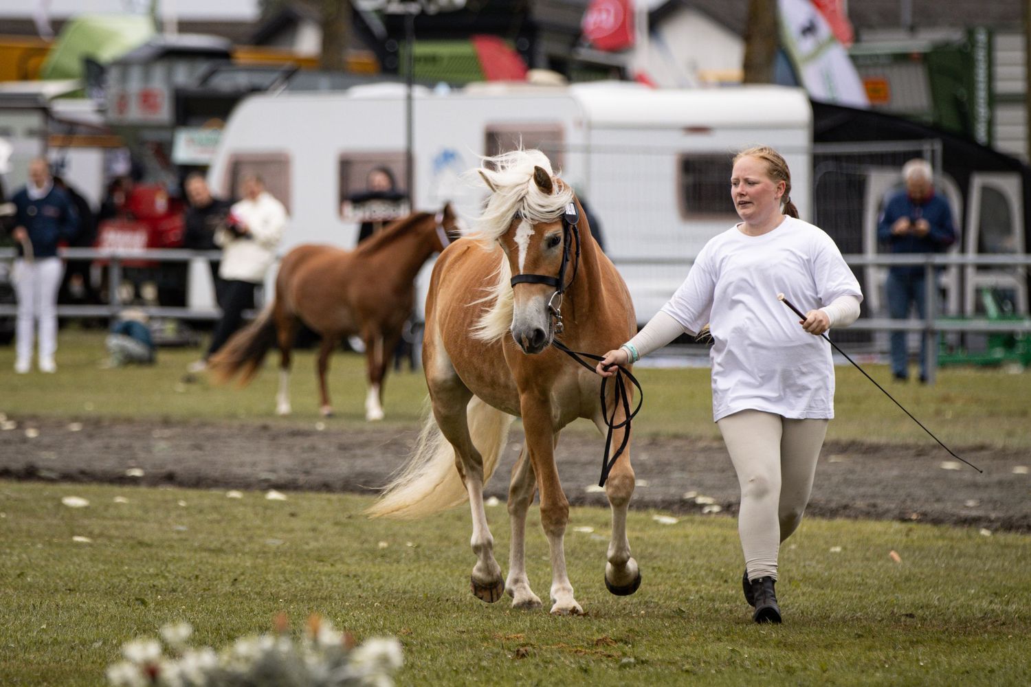 A young girl in white leads a chestnut Haflinger horse at an outdoor equestrian show.