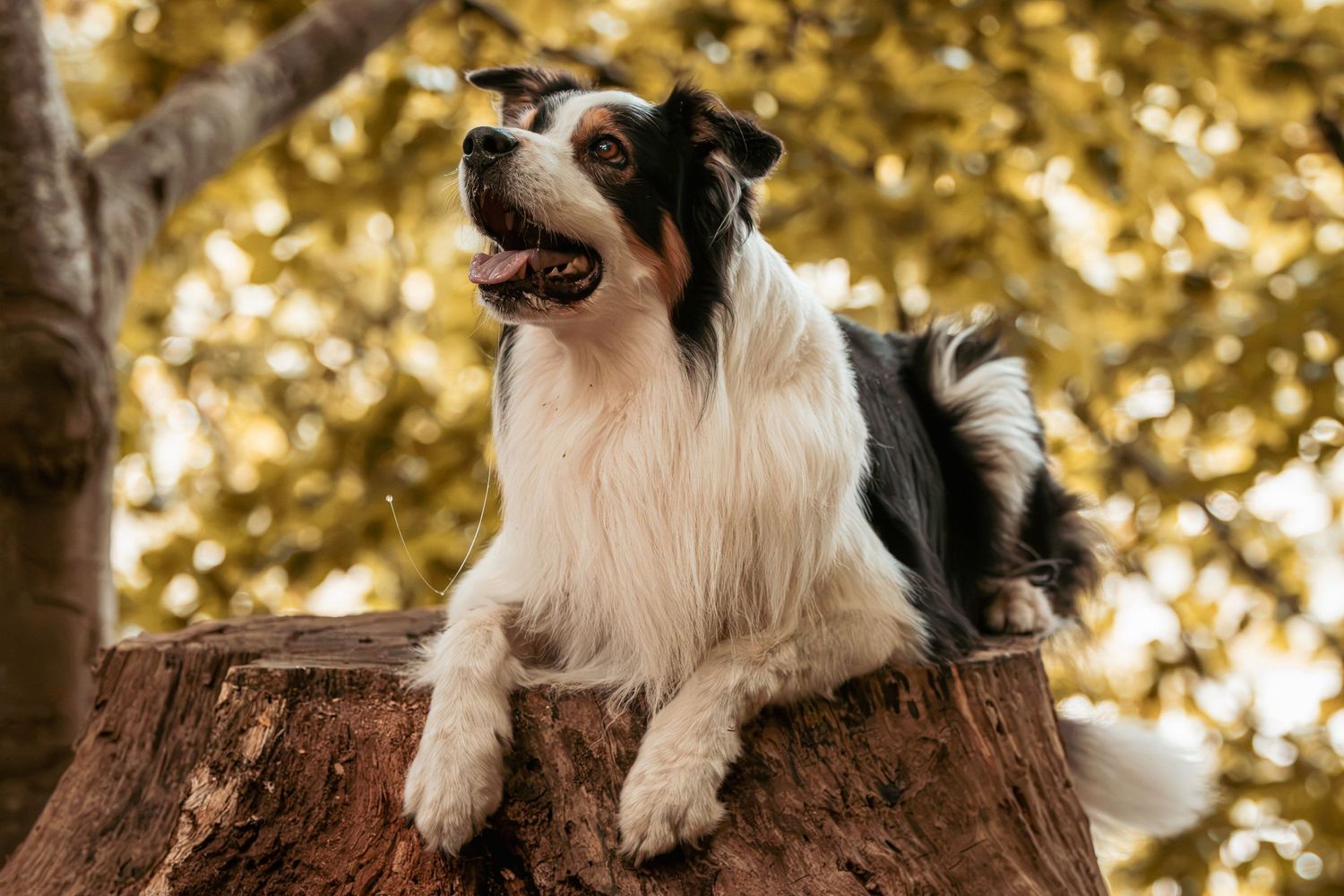 A black and white Border Collie dog sitting on a tree stump outdoors with golden foliage in the background.