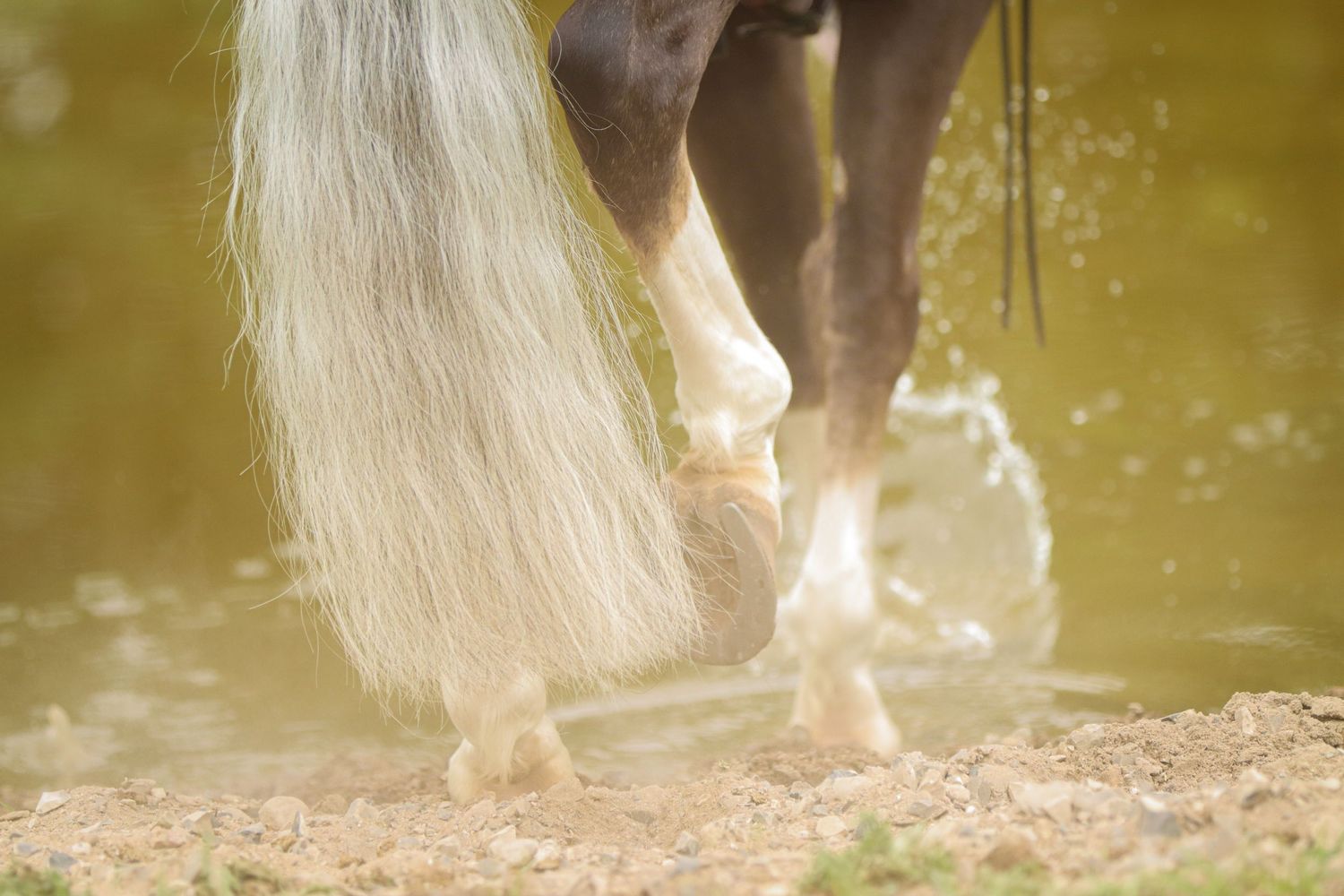 Close-up of a horse with white feathered legs splashing through shallow muddy water.