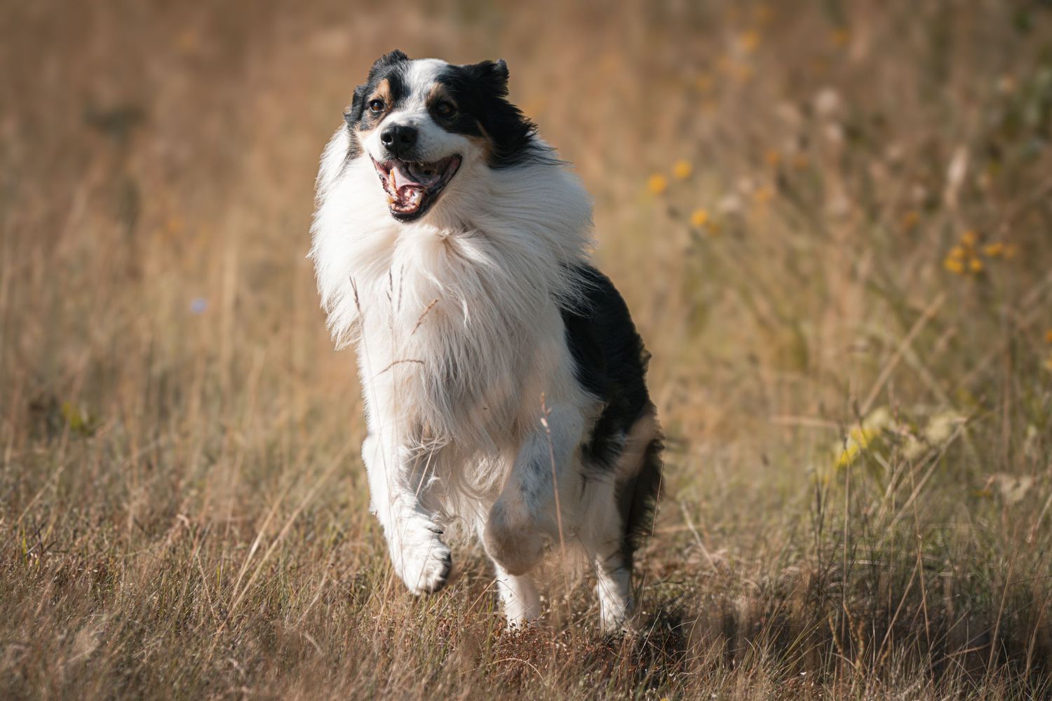 Black and white Border Collie running through a dry golden grass meadow.