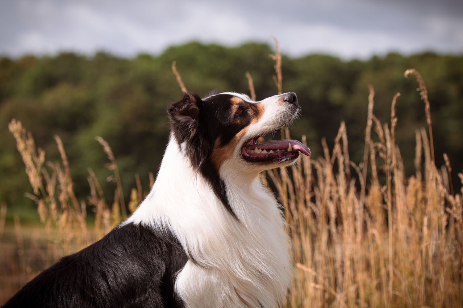 A black and white Border Collie sits alert in a golden field, gazing upward with mouth open against a lush green backdrop.