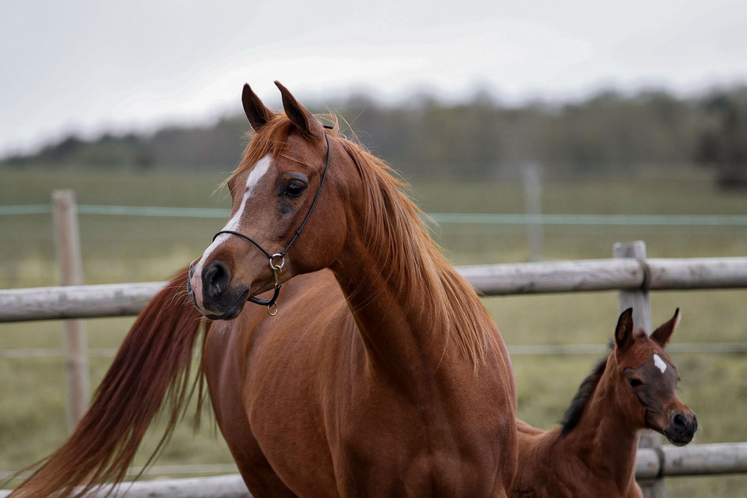 Chestnut mare and foal standing together in a wooden paddock on a cloudy day.