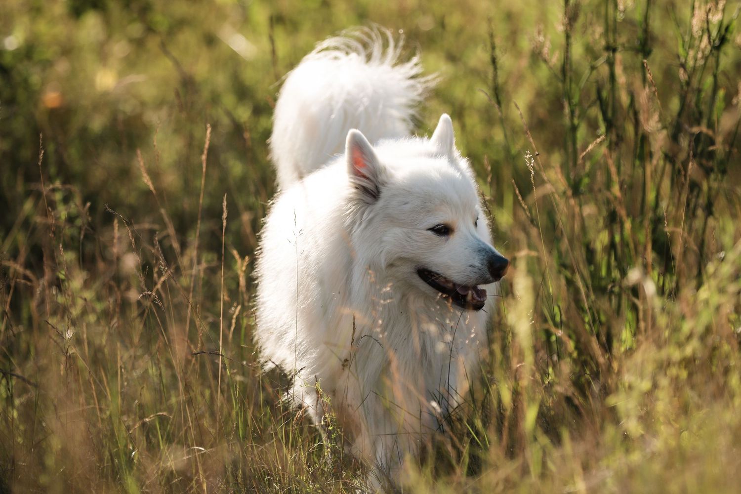 A fluffy white American Eskimo dog running through tall golden grass in a sunlit field.