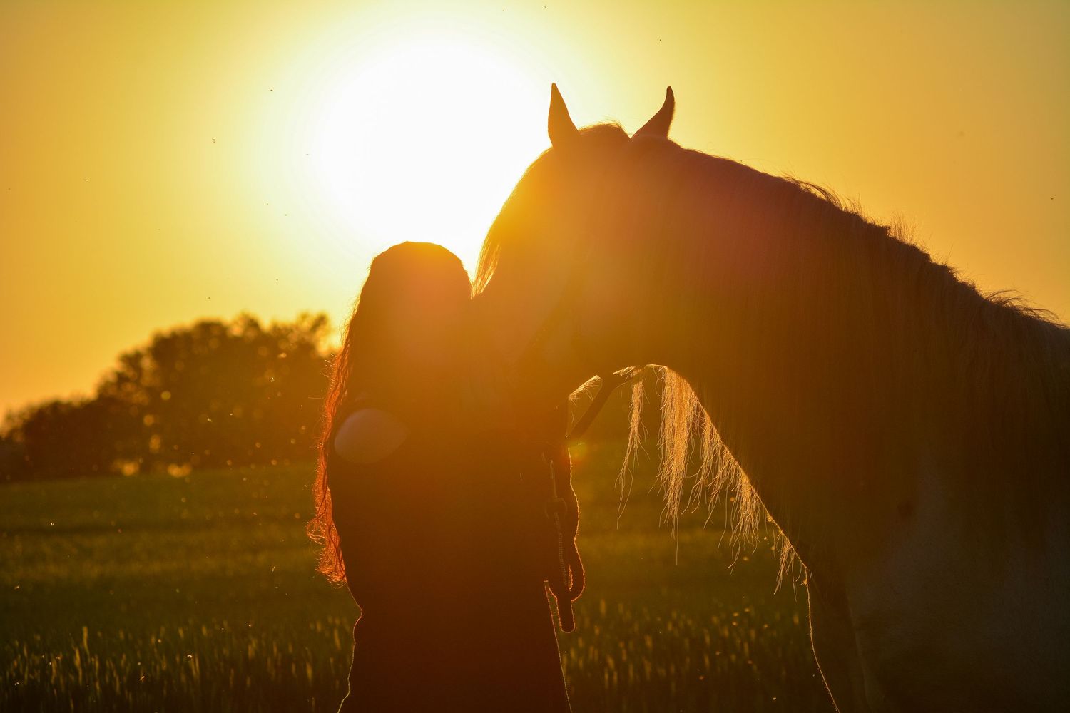 Silhouette of a woman and horse sharing a tender moment at golden sunset in an open field.
