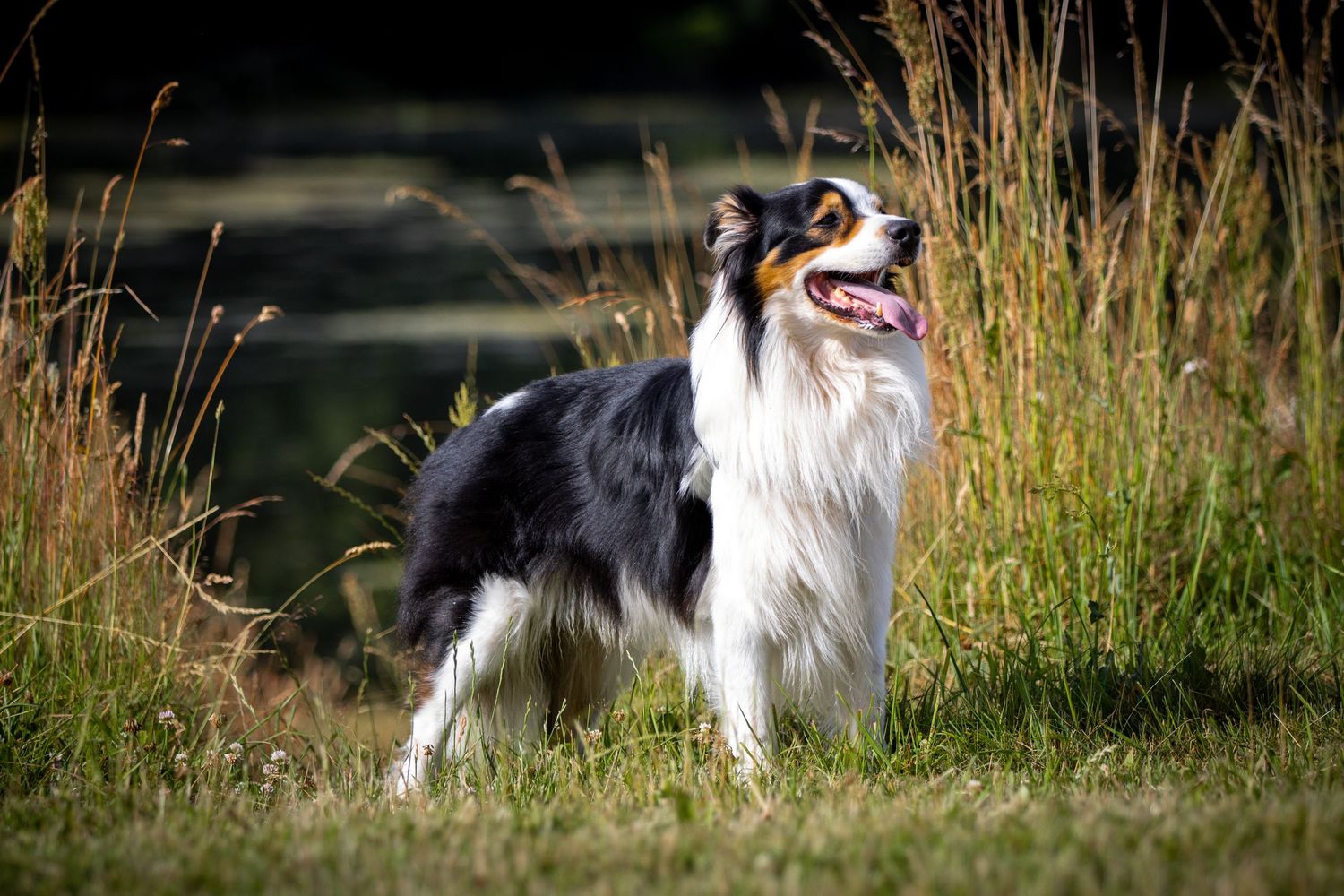 A tri-color Australian Shepherd dog stands alert in tall grass, tongue out, with a dark background.