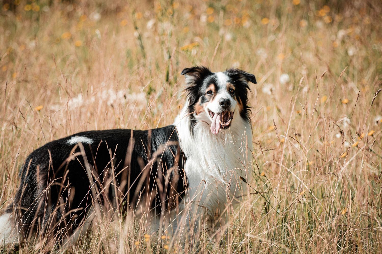 Black and white Border Collie sitting in tall golden grass field with mouth open.