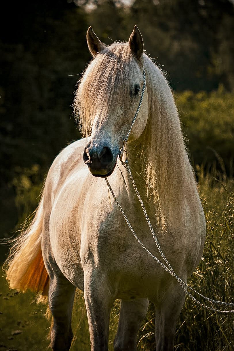 Beautiful white Andalusian horse with flowing mane standing in golden sunlight.