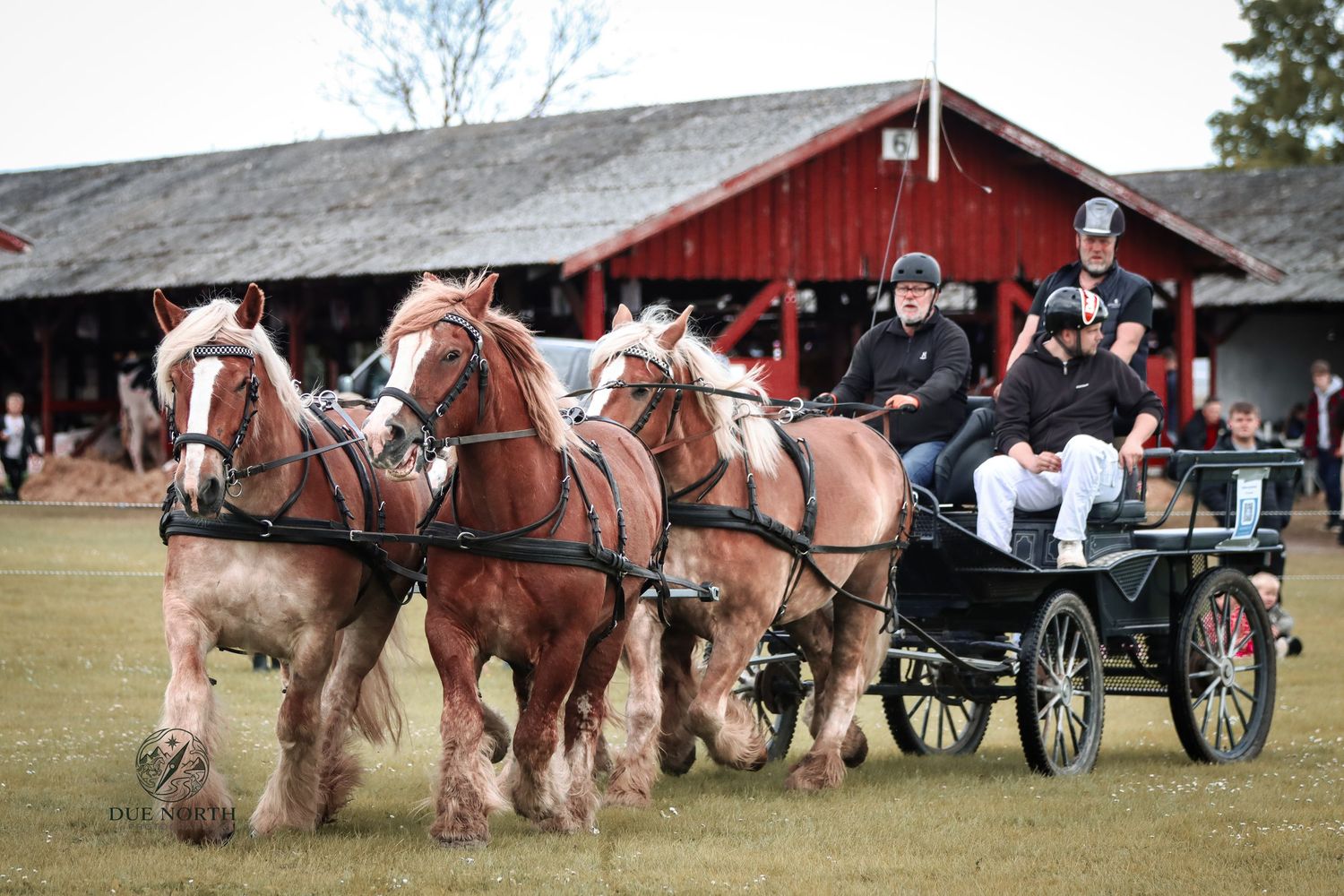 Four draft horses pulling a black carriage with riders at an outdoor equestrian event near a red barn.
