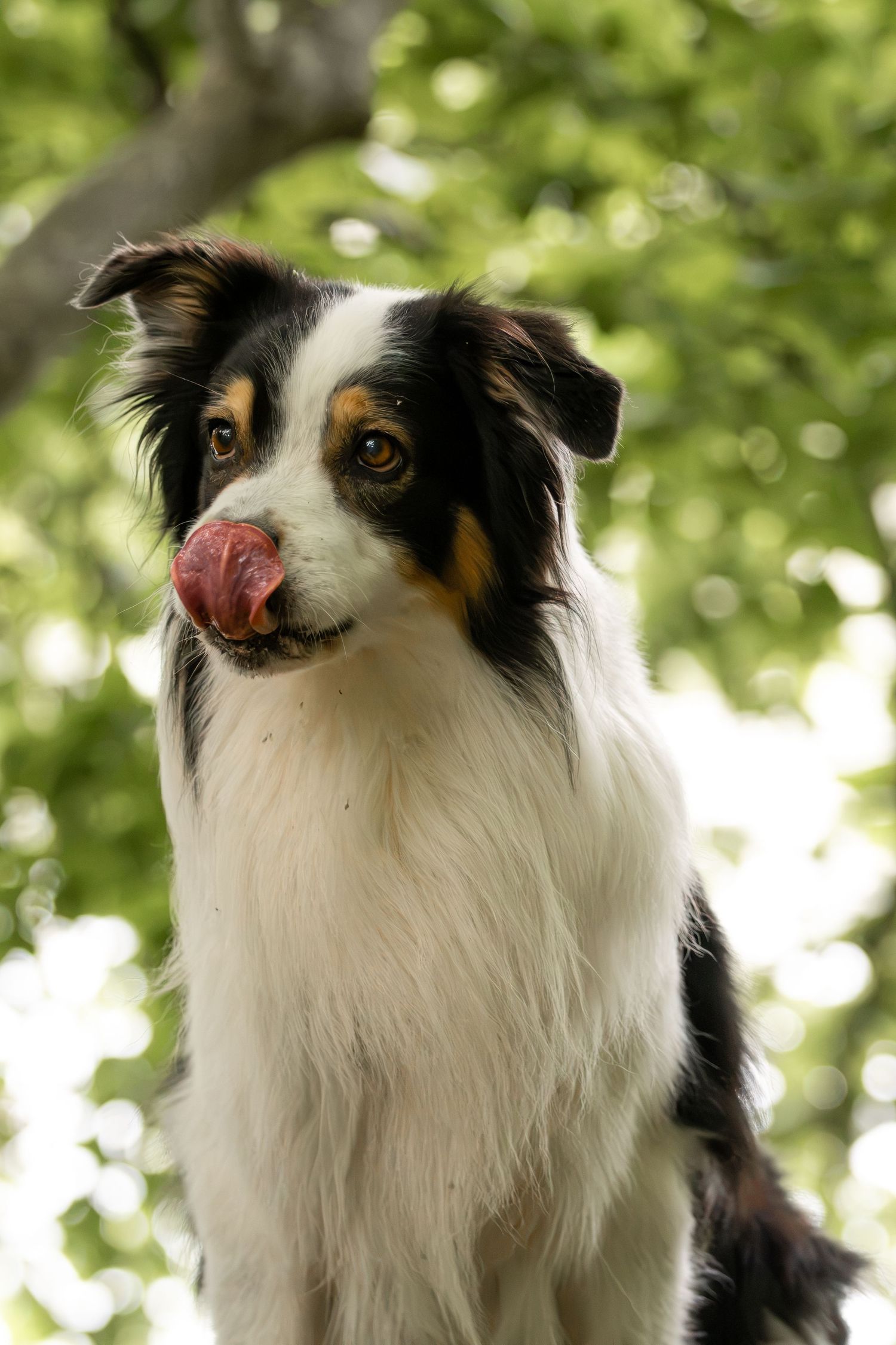 A fluffy black and white Border Collie dog licking its nose while sitting outdoors among green trees.