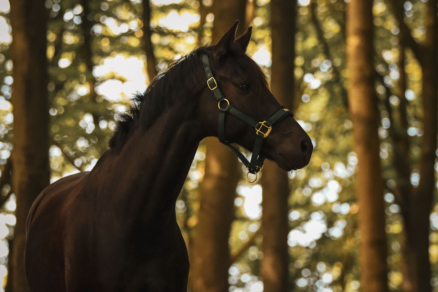 Majestic dark brown horse wearing a halter standing in a forest with warm golden light.