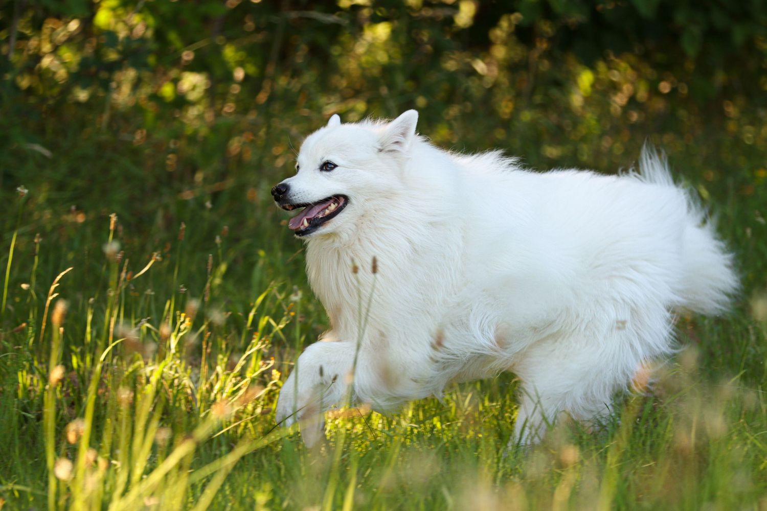 A fluffy white Samoyed dog running playfully through green grass with trees in the background.