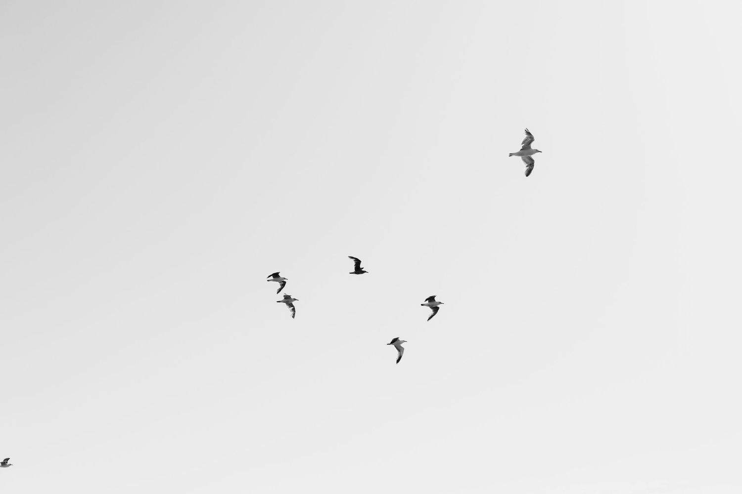 Black and white photo of a flock of birds flying against a bright overcast sky.
