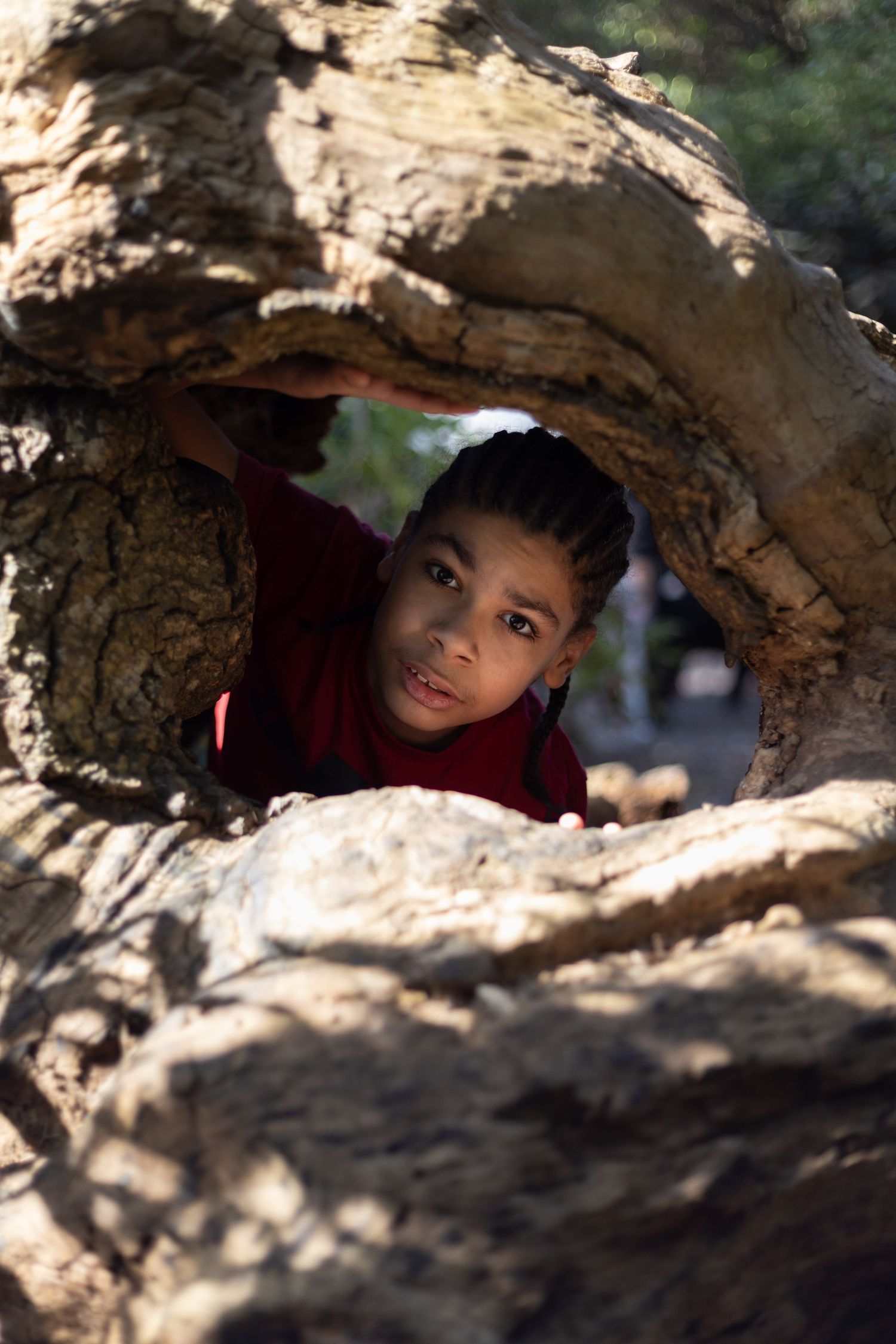 Young boy peering through a hollow in a large tree trunk outdoors in sunlight.