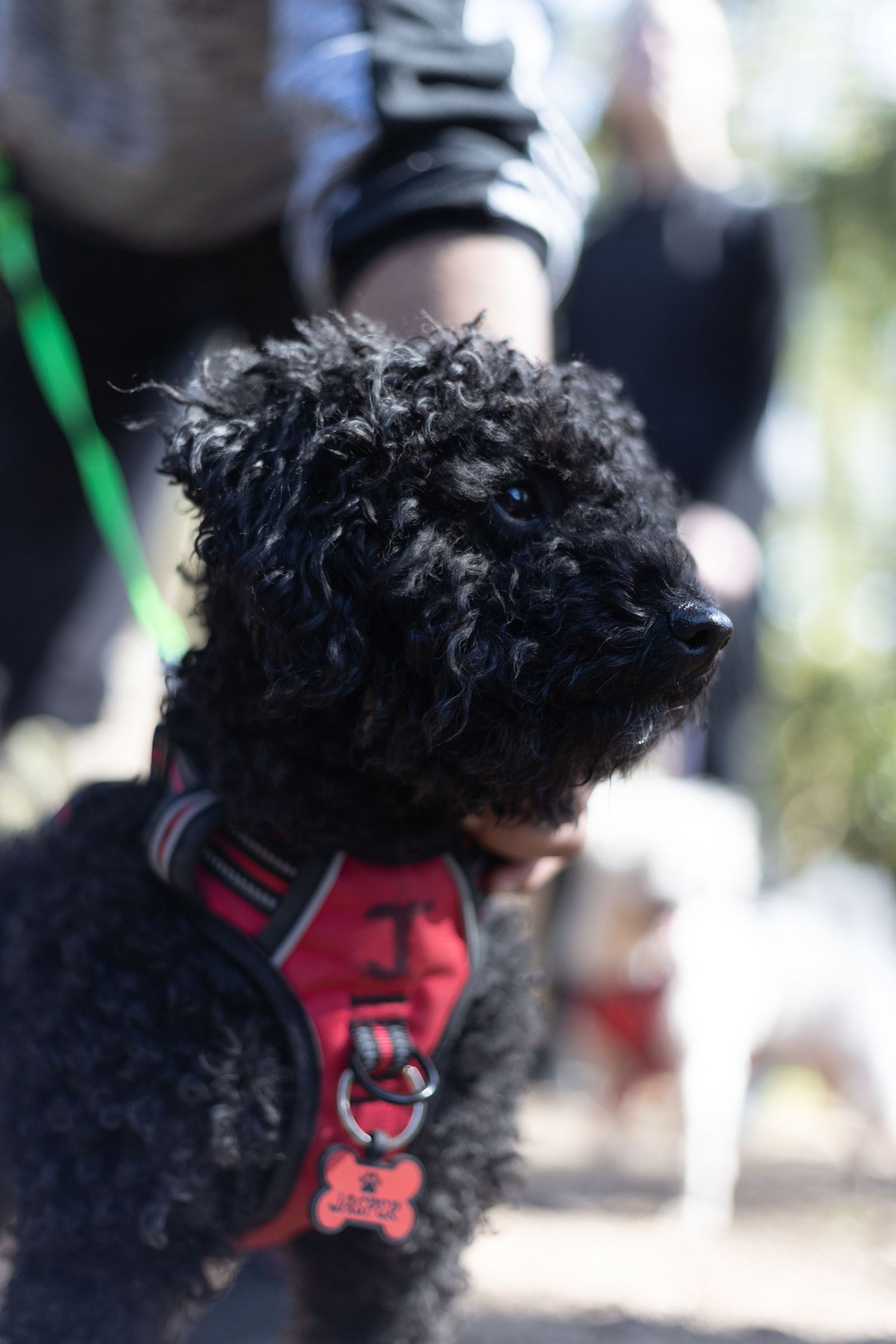 Black curly-haired dog wearing a red harness on a sunny outdoor walk.