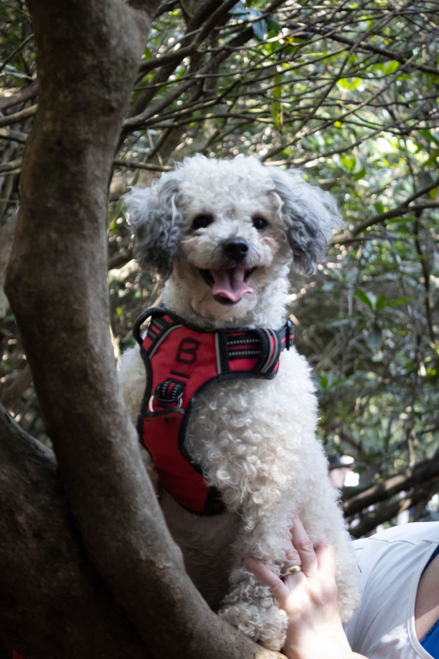 Happy white fluffy dog wearing a red harness sitting among tree branches.