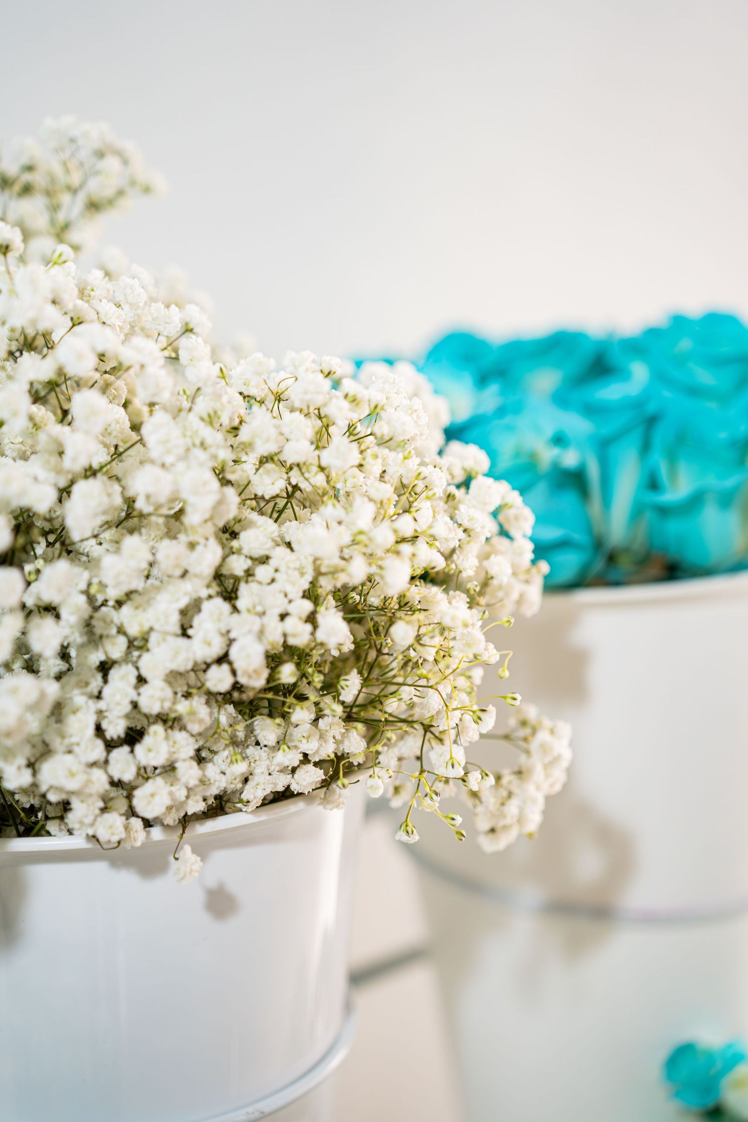 White gypsophila baby's breath flowers in a white bucket with teal roses in the background.