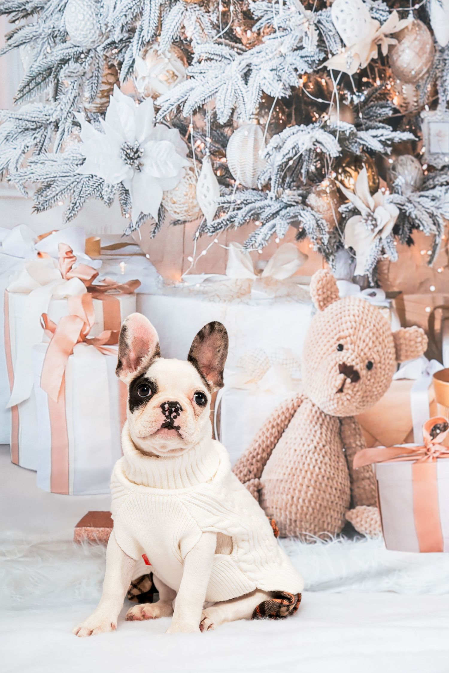 Cute French Bulldog puppy in white sweater sitting by decorated Christmas tree with gifts.