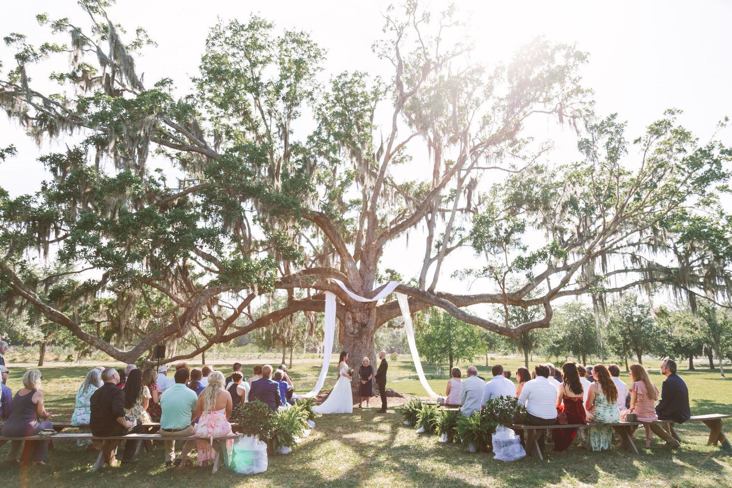 Outdoor wedding ceremony under a large oak tree with guests seated on wooden benches in a lush green park.