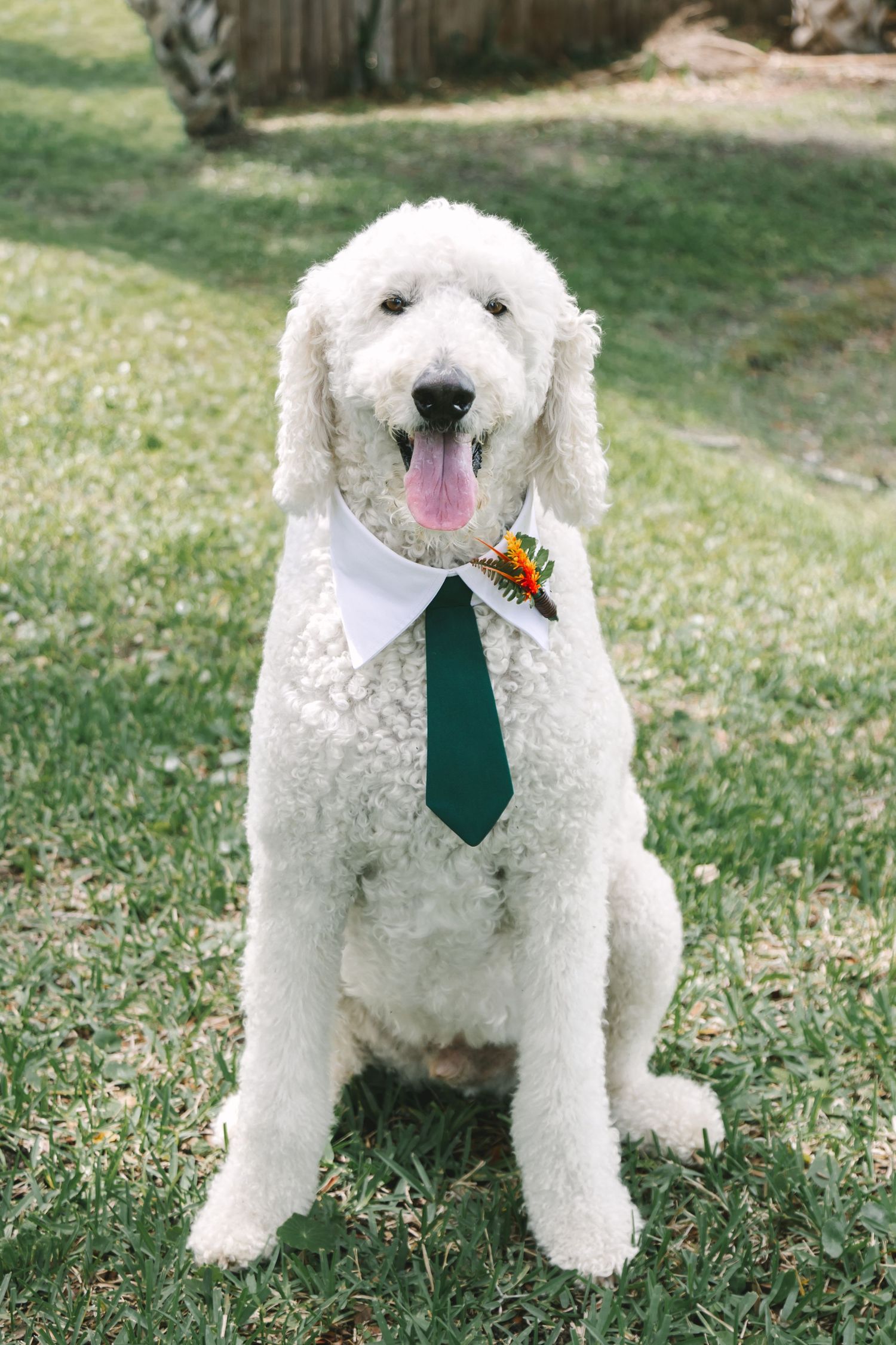 White standard poodle wearing green tie and boutonniere sits on grass at wedding.