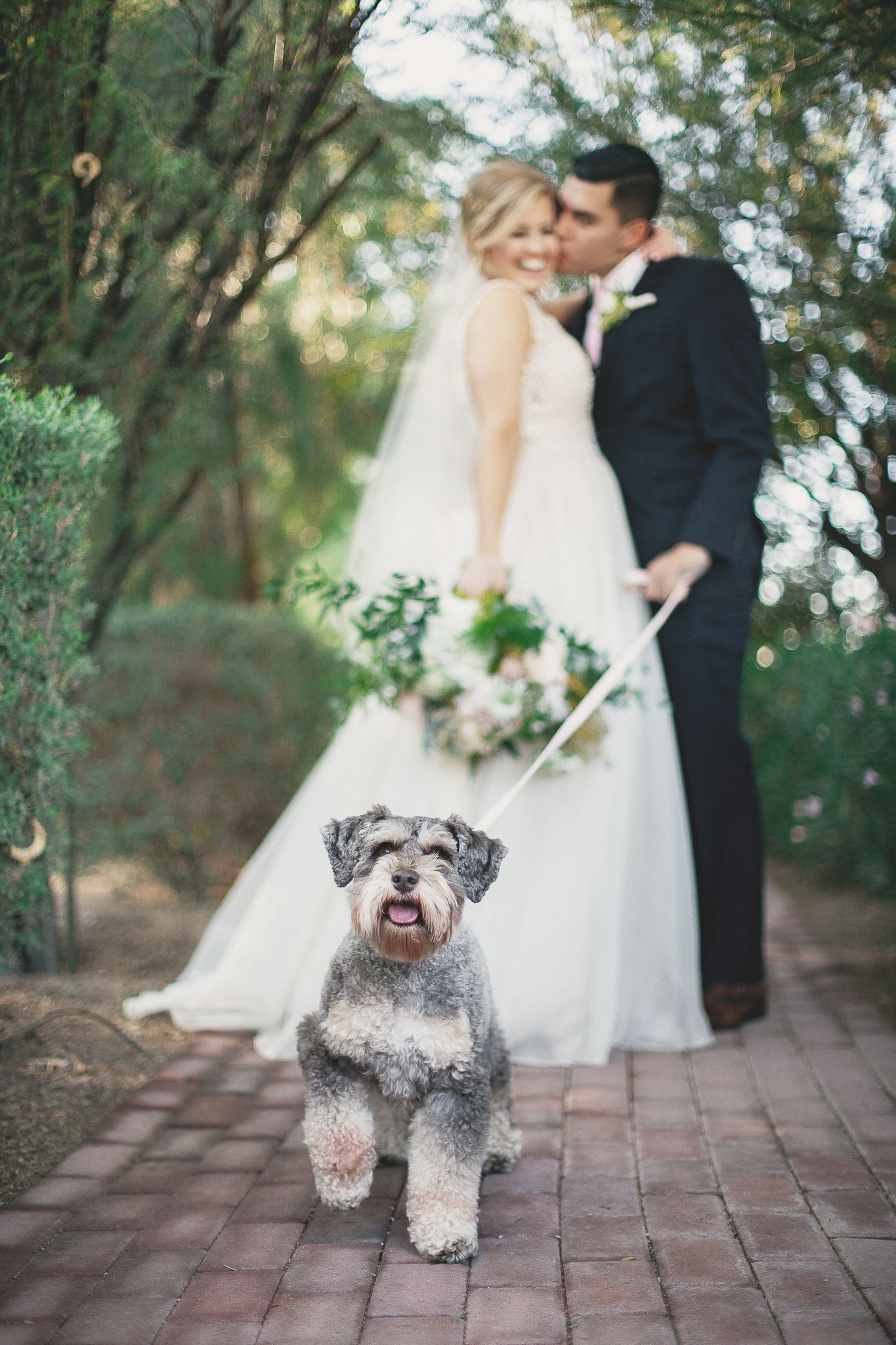 Miniature schnauzer poses in foreground as bride and groom kiss on a garden path.