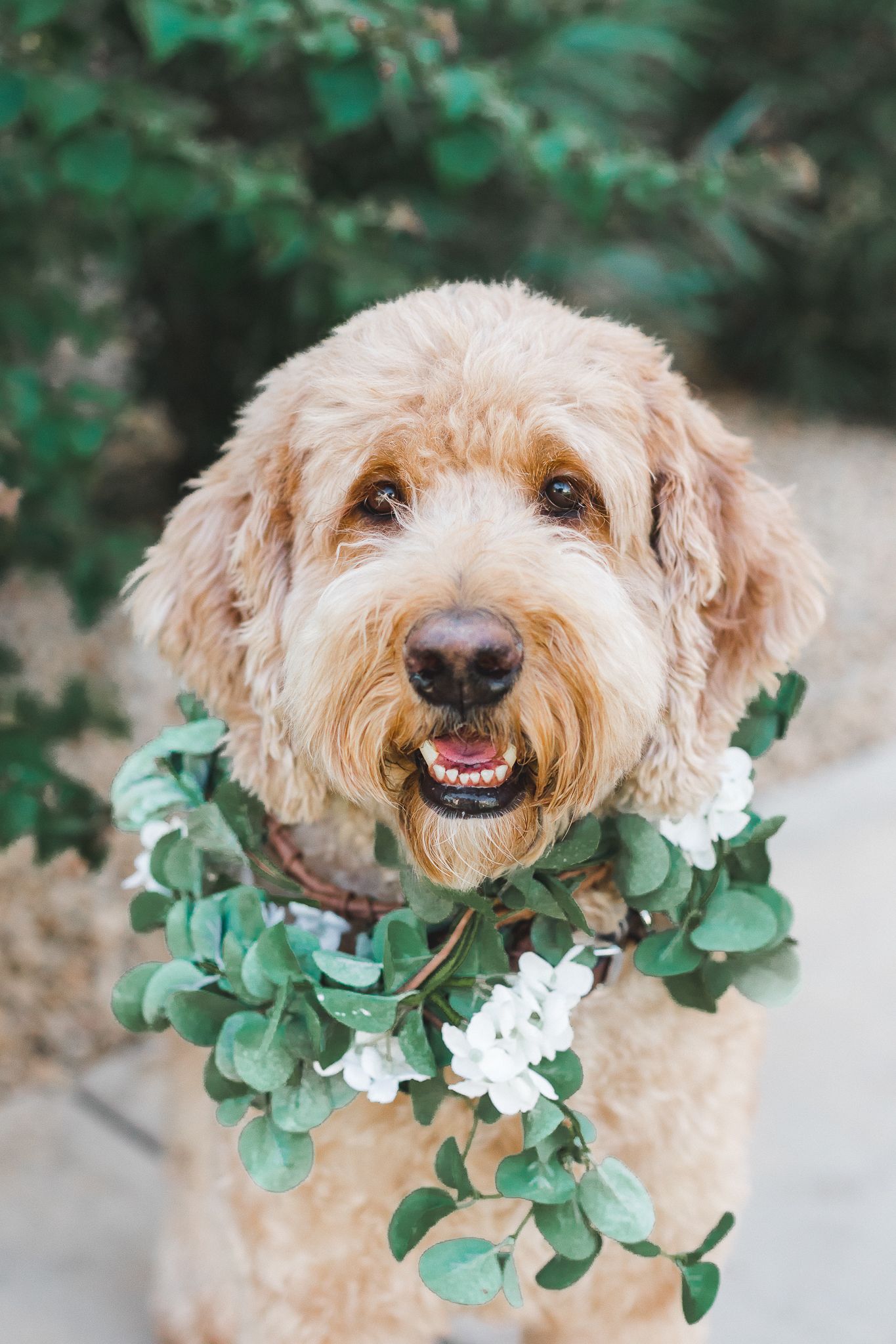 Happy goldendoodle dog wearing a white floral wreath garland around its neck outdoors.