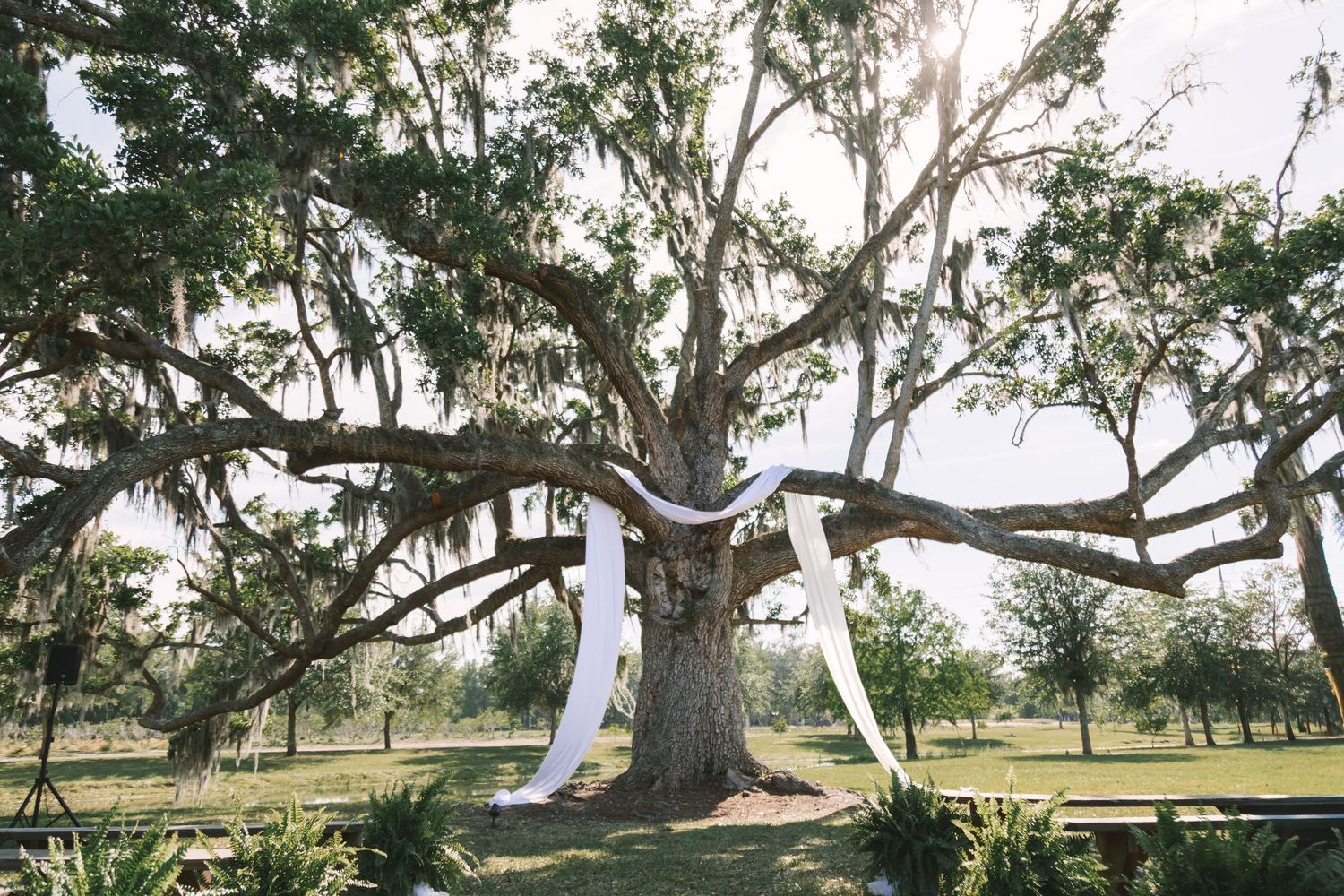 Large oak tree decorated with white ribbon draping for an outdoor wedding ceremony on a green lawn.