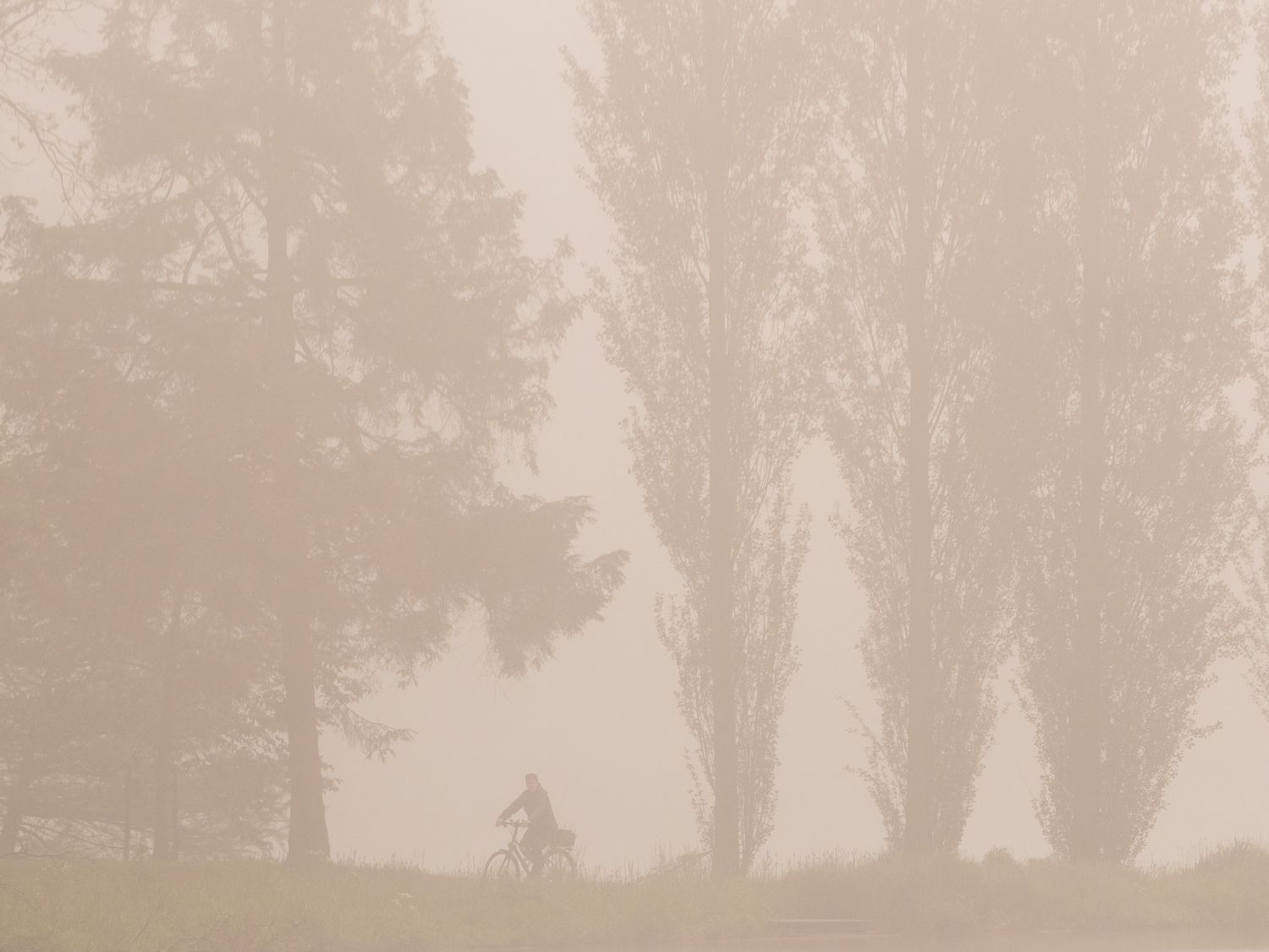 Foggy cyclist in Tervuren Park Belgium