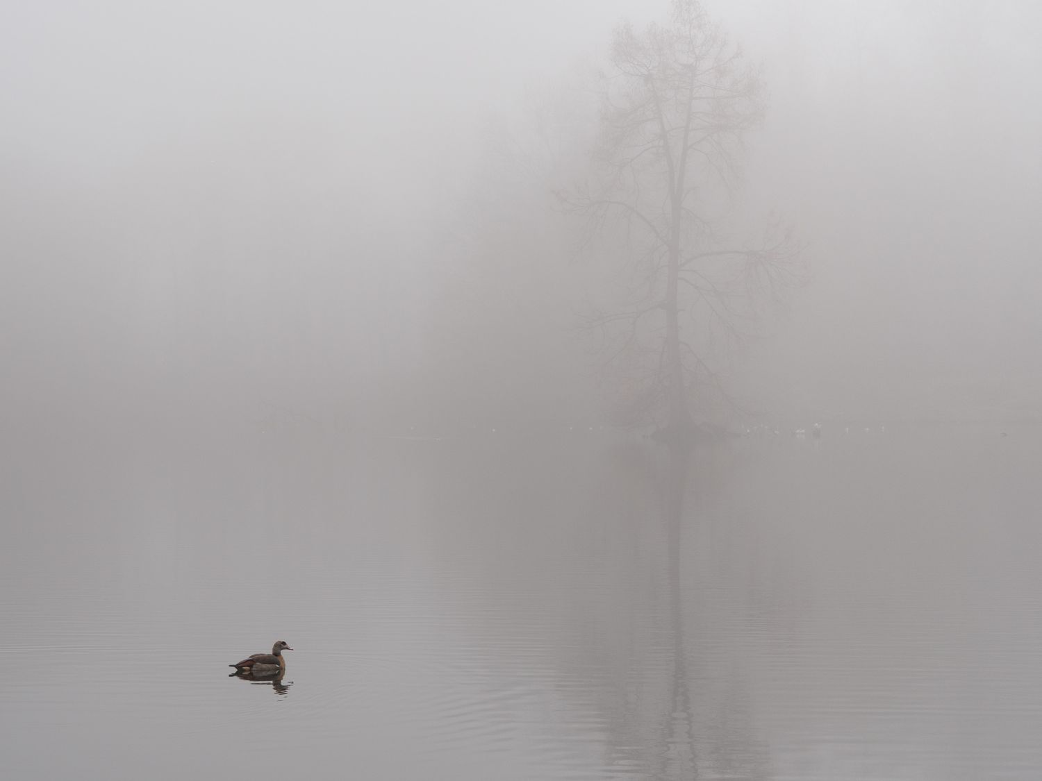 Foggy pond and tree with duck