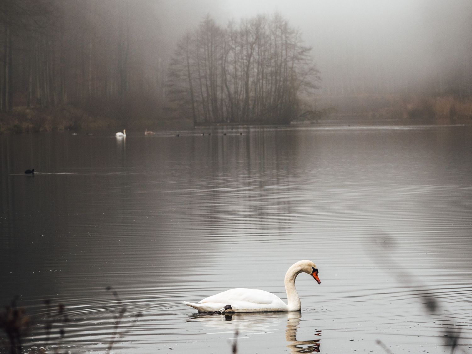 swan in fog in Tervuren Belgium