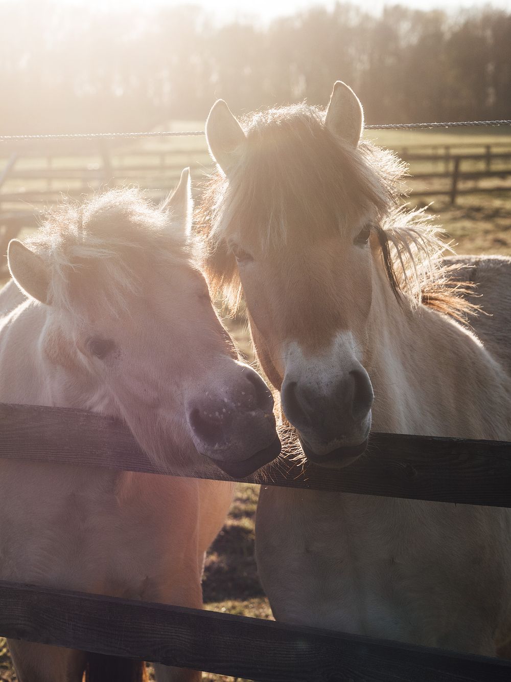 Two playful horses with dreamy backlight background.